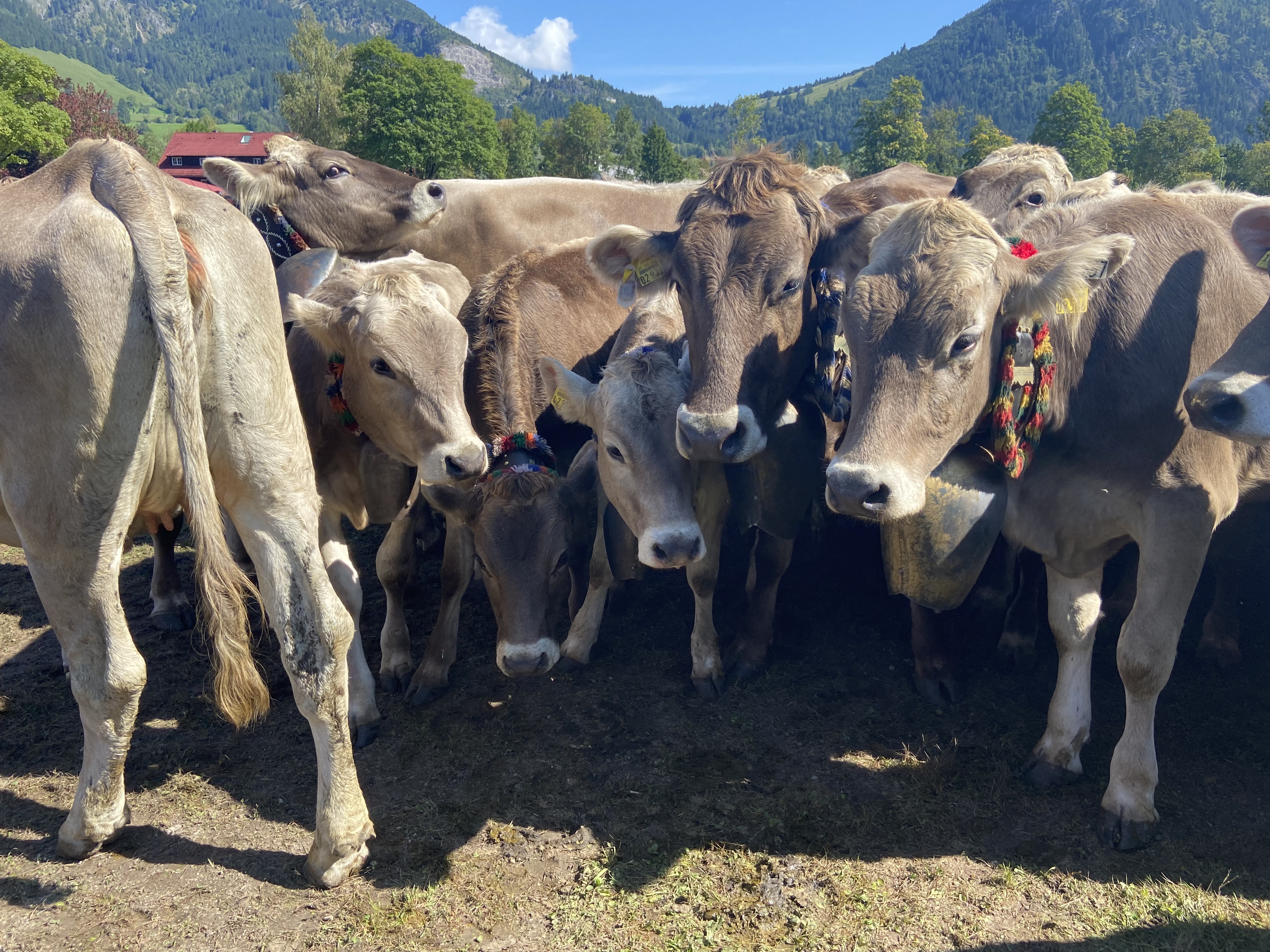 Veranstaltungen im Oberallgäu: Viehscheid in Bad Hindelang - Viehscheid Bad Hindelang 2026