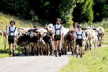 Veranstaltungen im Oberallgäu: Viehscheid - Alpabtrieb in Balderschwang - Viehscheid 2024 in Balderschwang