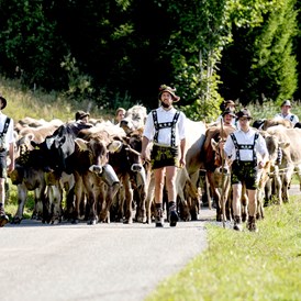 Veranstaltungen im Oberallgäu: Viehscheid - Alpabtrieb in Balderschwang - Viehscheid in Balderschwang 2024