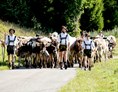 Veranstaltungen im Oberallgäu: Viehscheid - Alpabtrieb in Balderschwang - Viehscheid in Balderschwang 2024