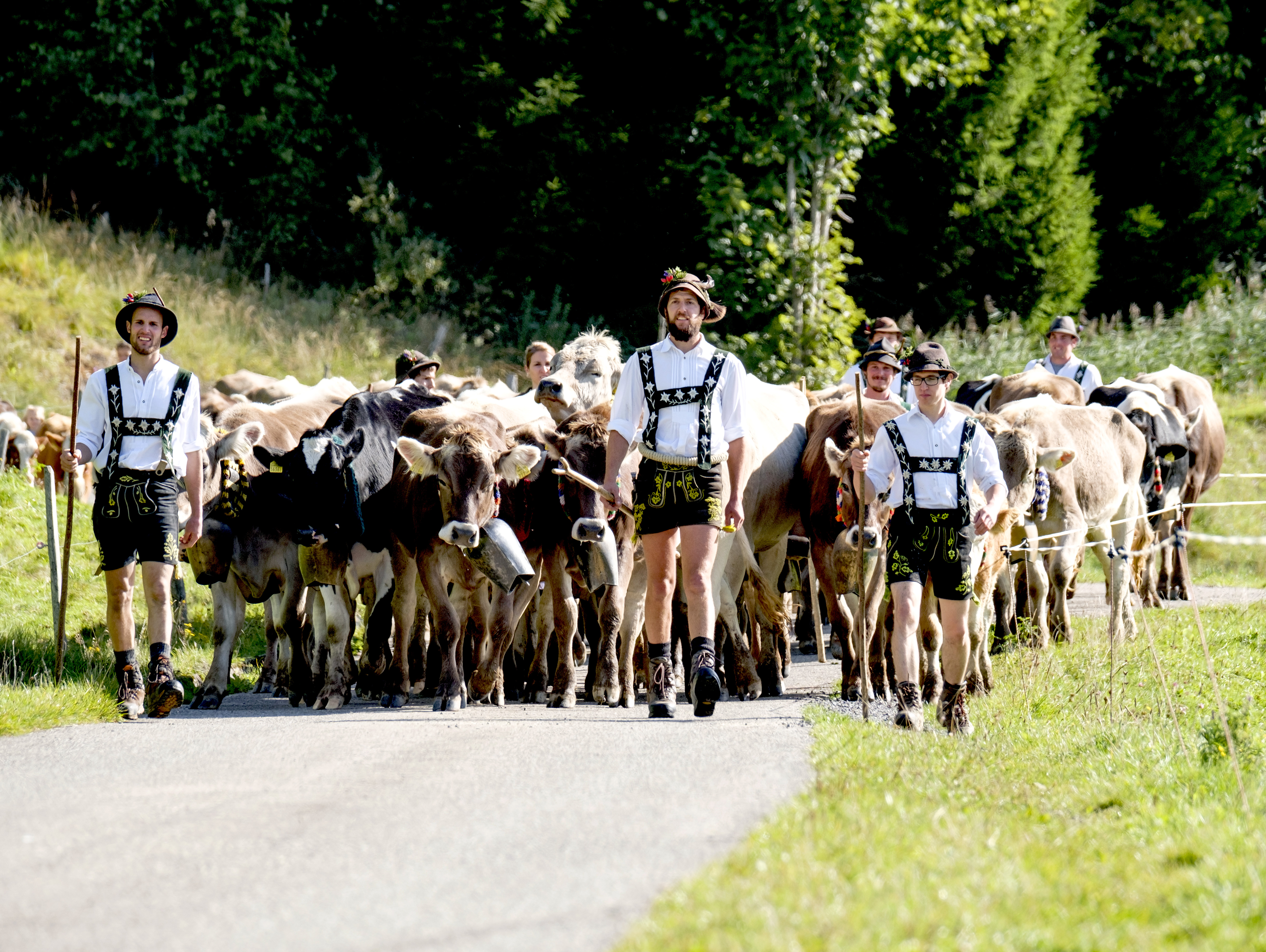 Veranstaltungen im Oberallgäu: Viehscheid in Balderschwang - Viehscheid in Balderschwang am 12.09.2025