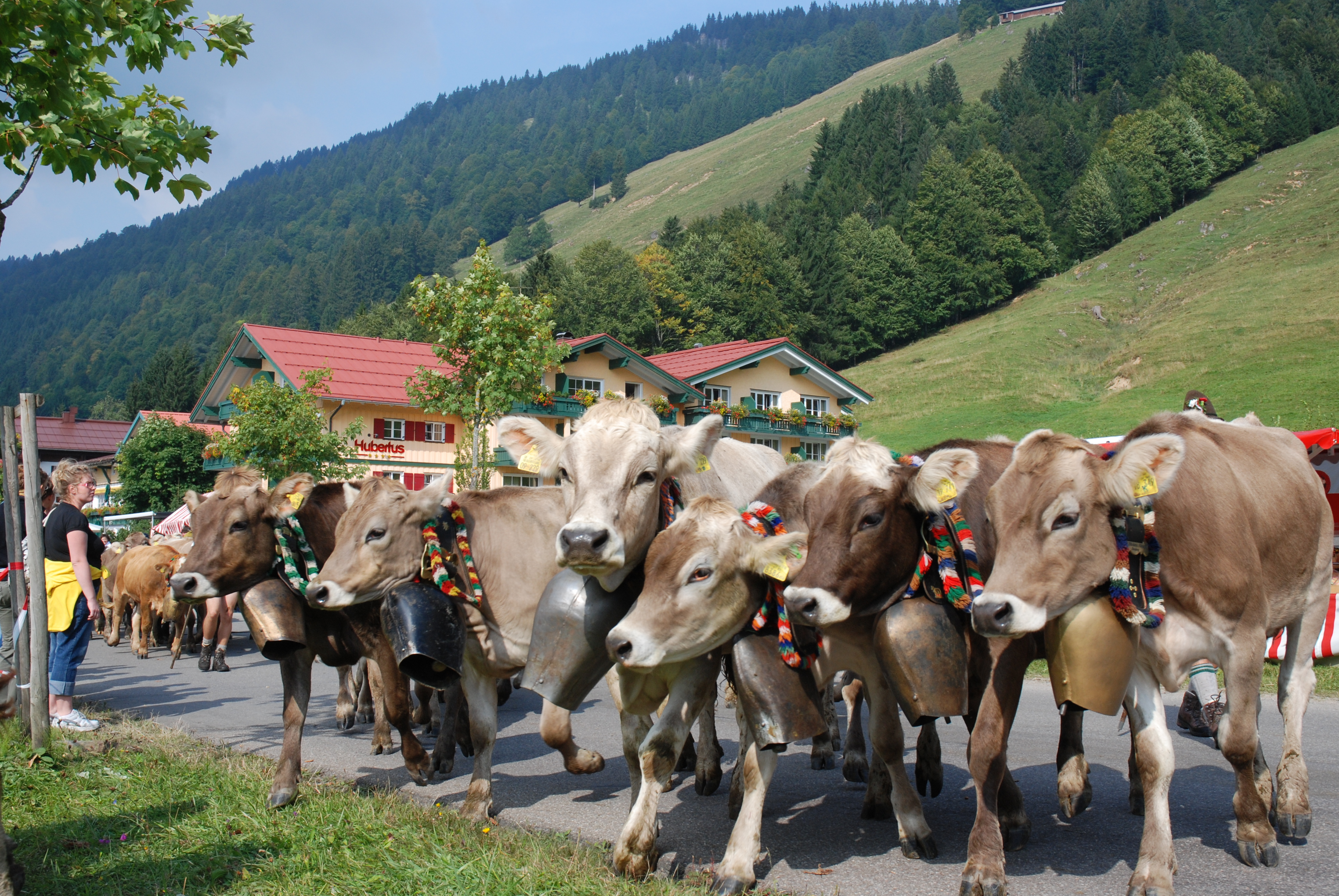 Veranstaltungen im Oberallgäu: Viehscheid - Alpabtrieb in Balderschwang - Viehscheid in Balderschwang am 12.09.2025