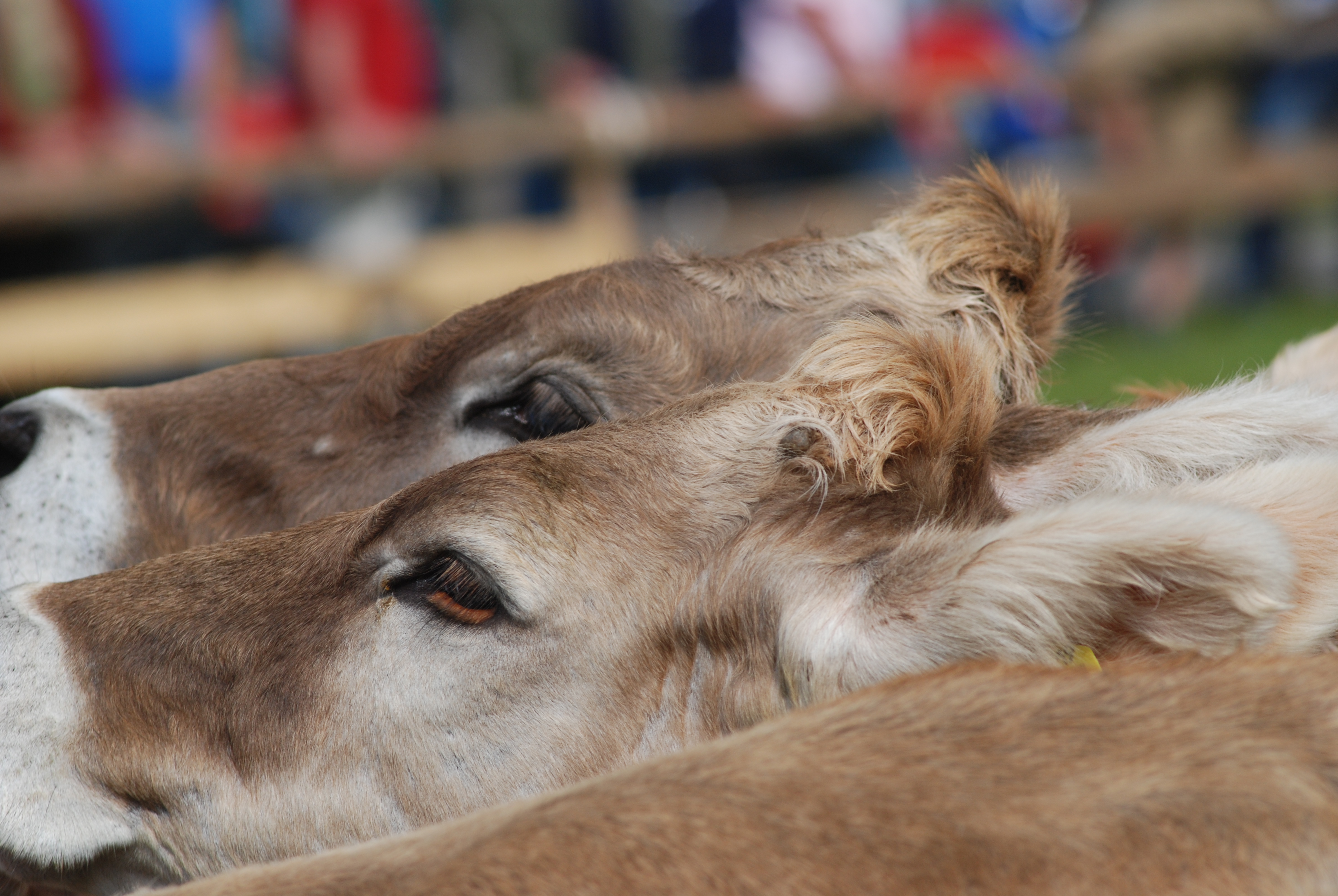 Veranstaltungen im Oberallgäu: Viehscheid / Alpabtrieb in Balderschwang im Allgäu - Viehscheid in Balderschwang im Allgäu