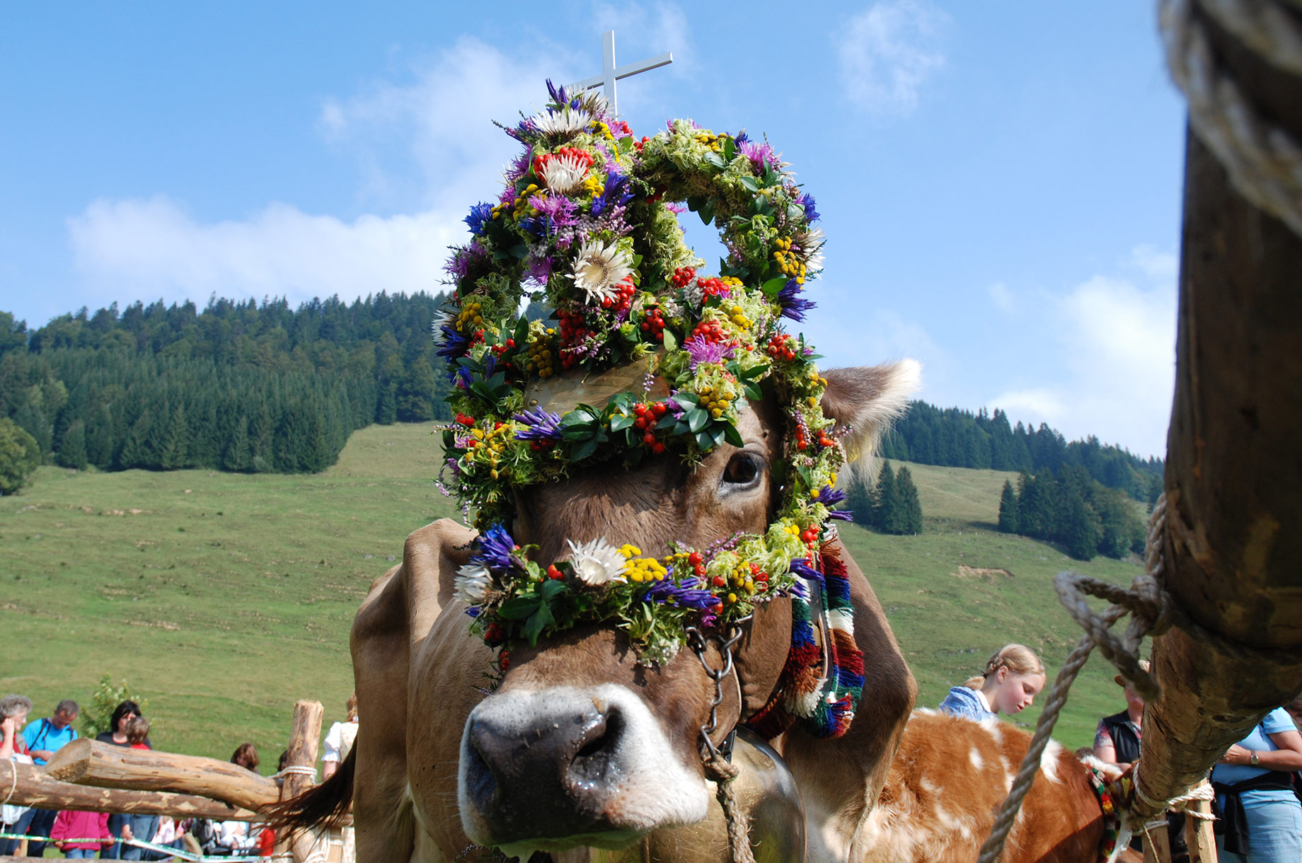 Veranstaltungen im Oberallgäu: Viehscheid / Alpabtrieb in Balderschwang im Allgäu - Viehscheid in Balderschwang im Allgäu