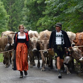 Veranstaltungen im Oberallgäu: Viehscheid in Immenstadt - Viehscheid 2024 mit Warm-Up in Immenstadt 