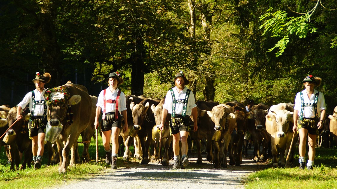 veranstaltung: Viehscheid in Oberstdorf im Allgäu - Viehscheid 2022 in Oberstdorf *