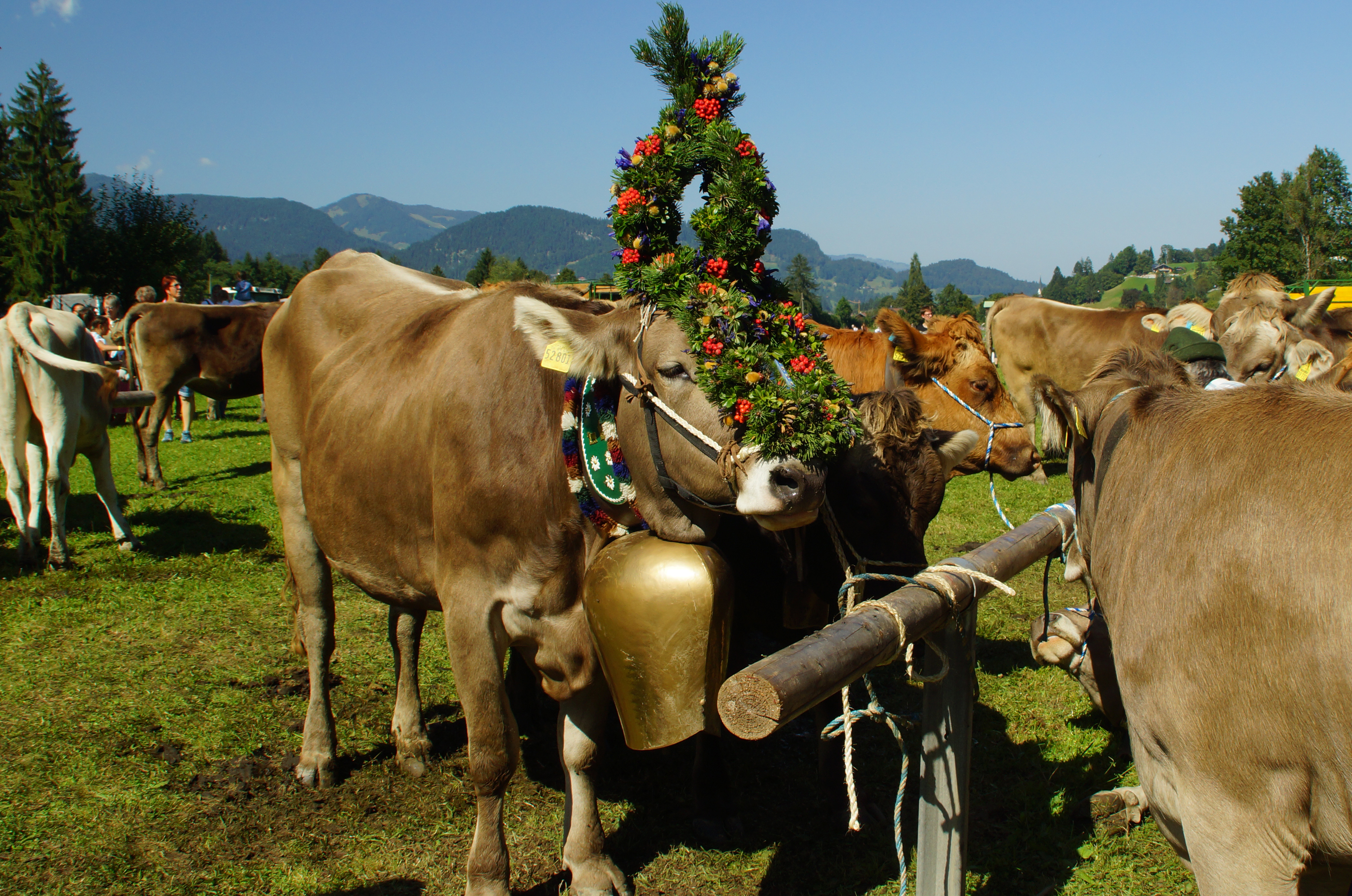 Hotels und Ferienwohnungen im Oberallgäu - Viehscheid / Alpabtrieb Oberstdorf im Allgäu - Viehscheid in Oberstdorf am 13.09.2027