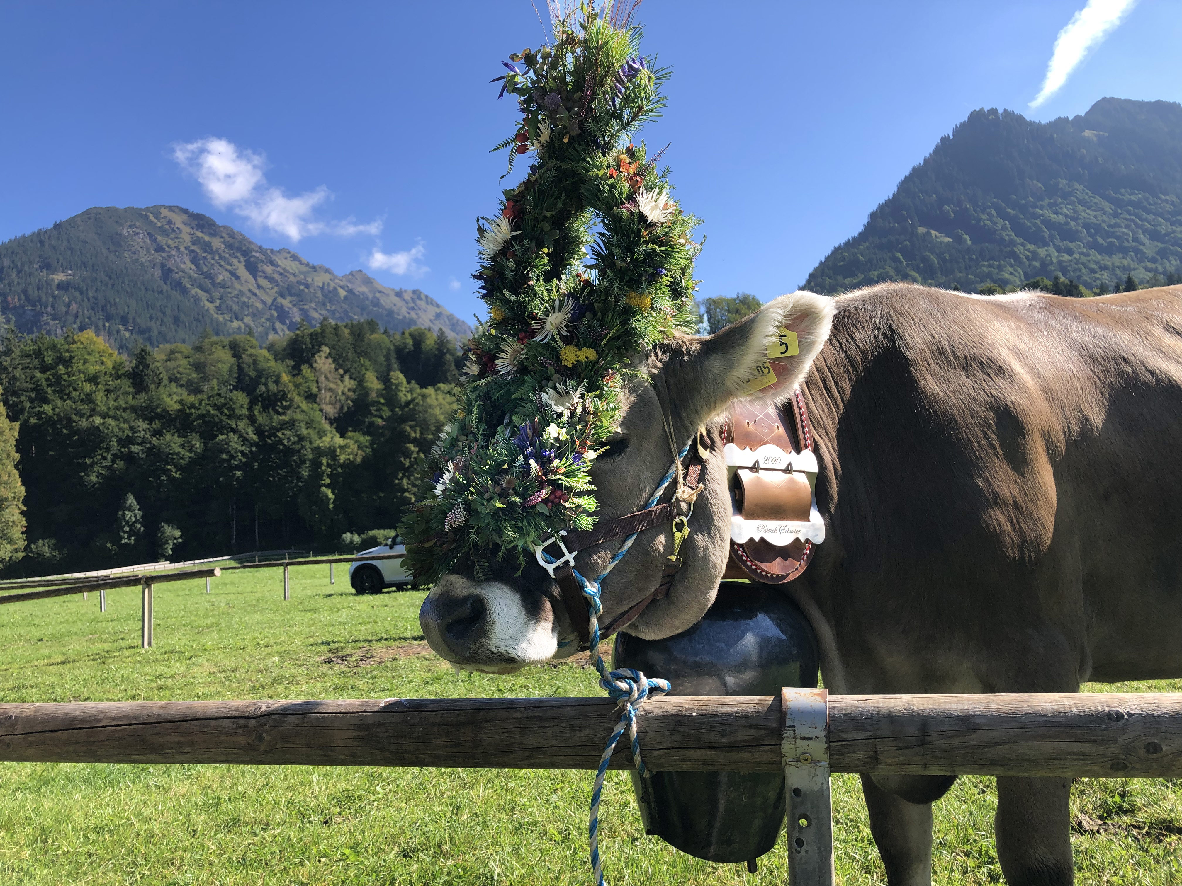 Veranstaltungen im Oberallgäu: Viehscheid / Alpabtrieb Oberstdorf im Allgäu - Viehscheid Oberstdorf 2026