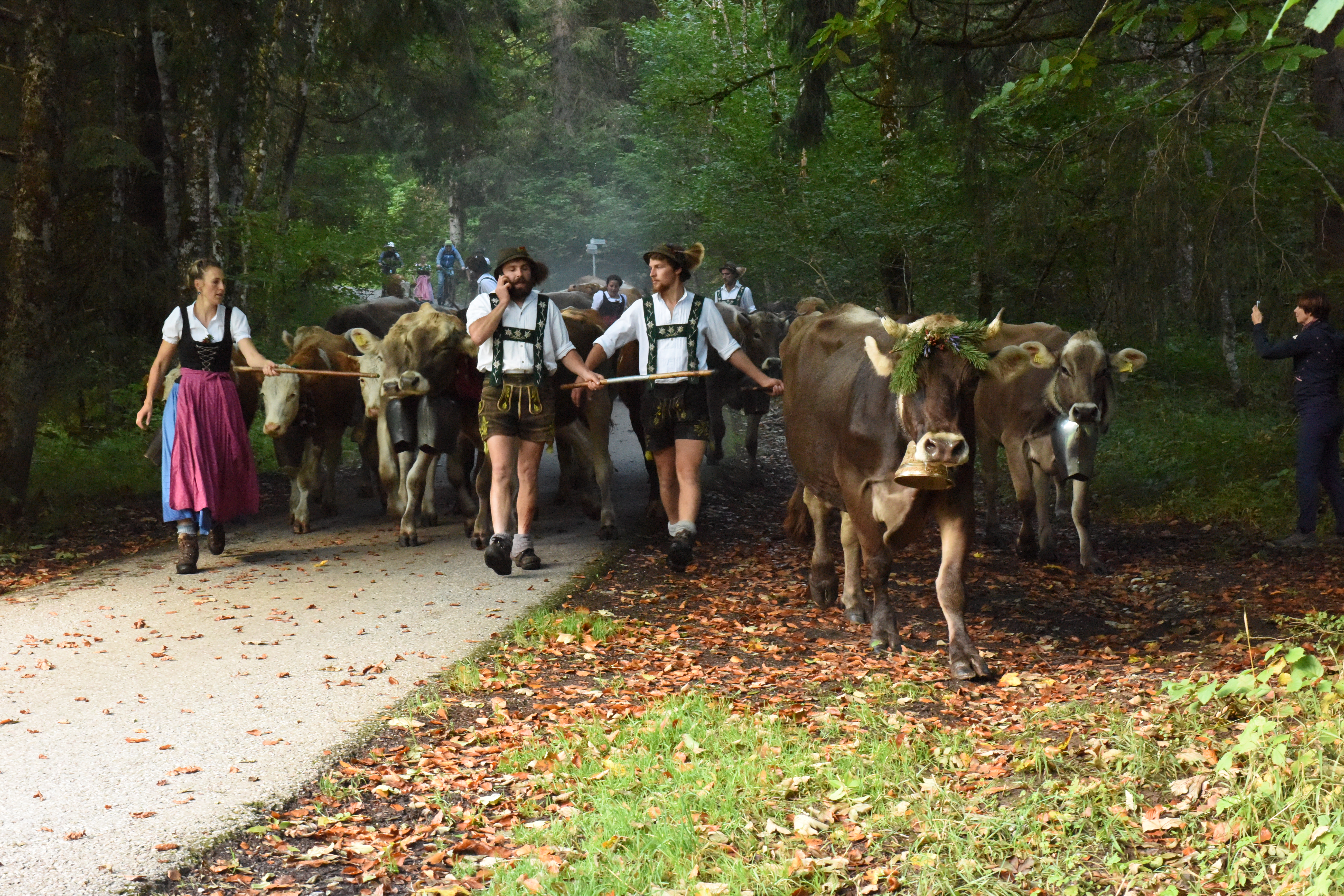 Veranstaltungen im Oberallgäu: Viehscheid in Oberstdorf im Allgäu - Viehscheid Oberstdorf 2026