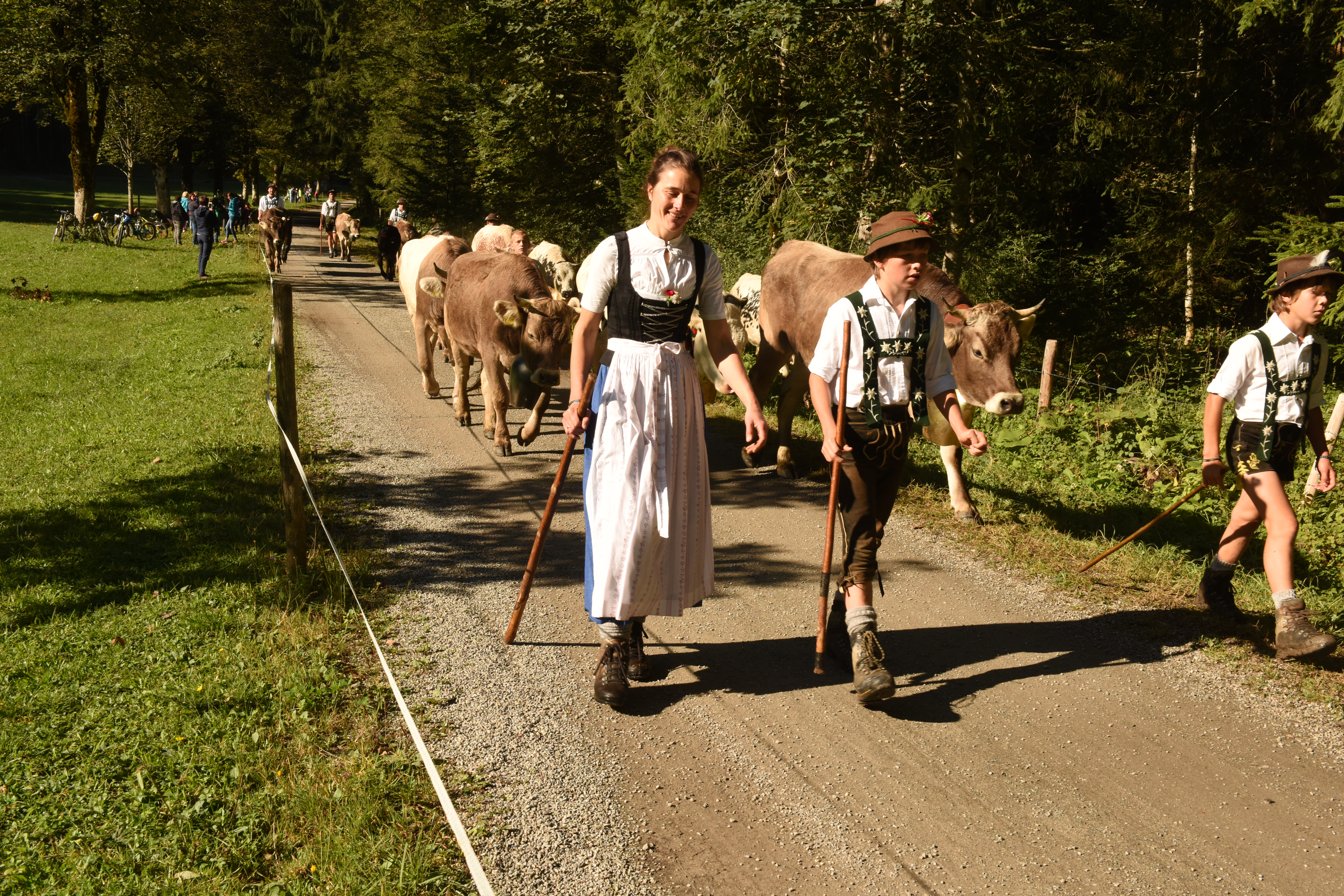 Veranstaltungen im Oberallgäu: Viehscheid in Oberstdorf im Allgäu - Viehscheid Oberstdorf 2026