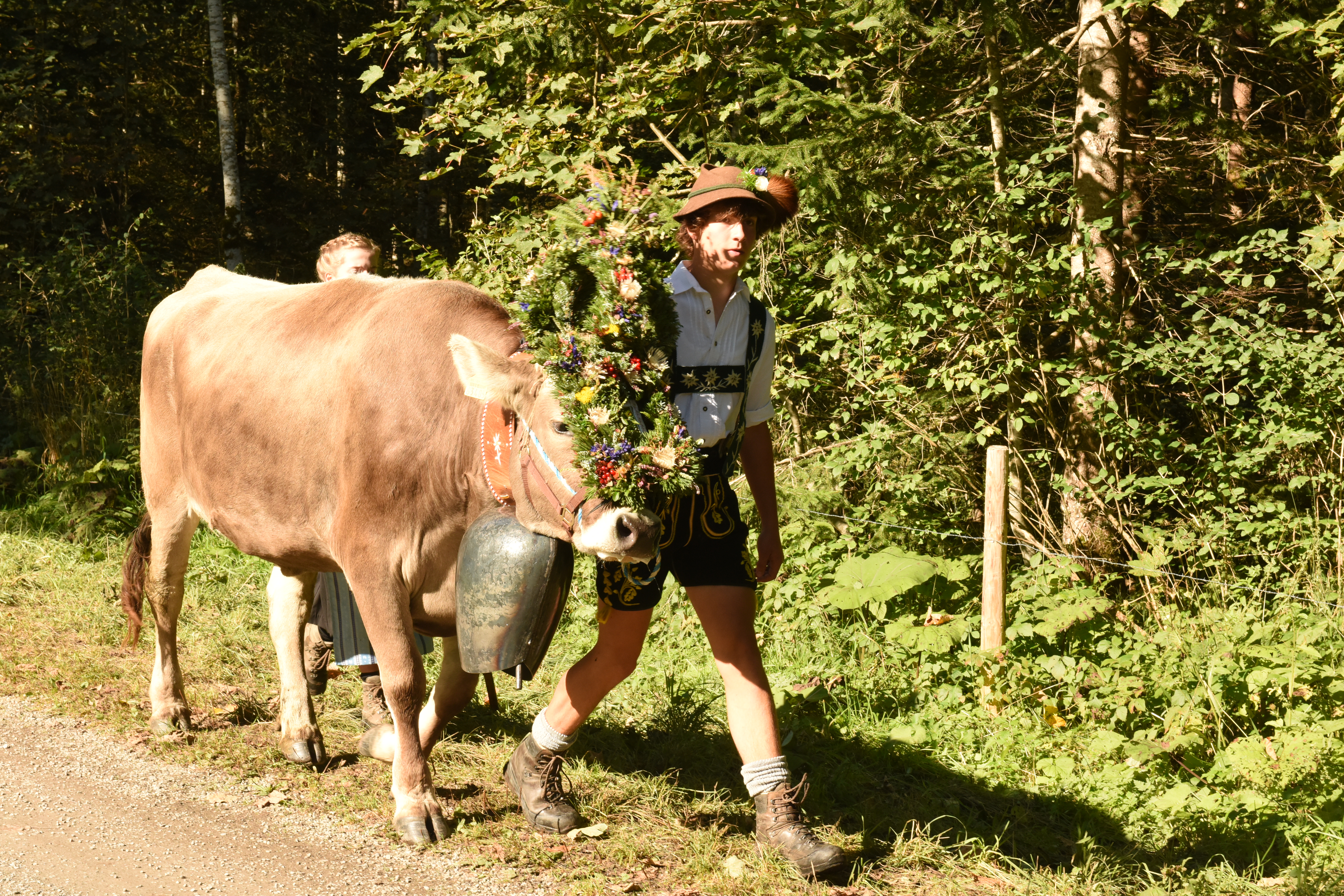 Veranstaltungen im Oberallgäu: Alpabtrieb in Oberstdorf im Allgäu - Viehscheid Oberstdorf 2026