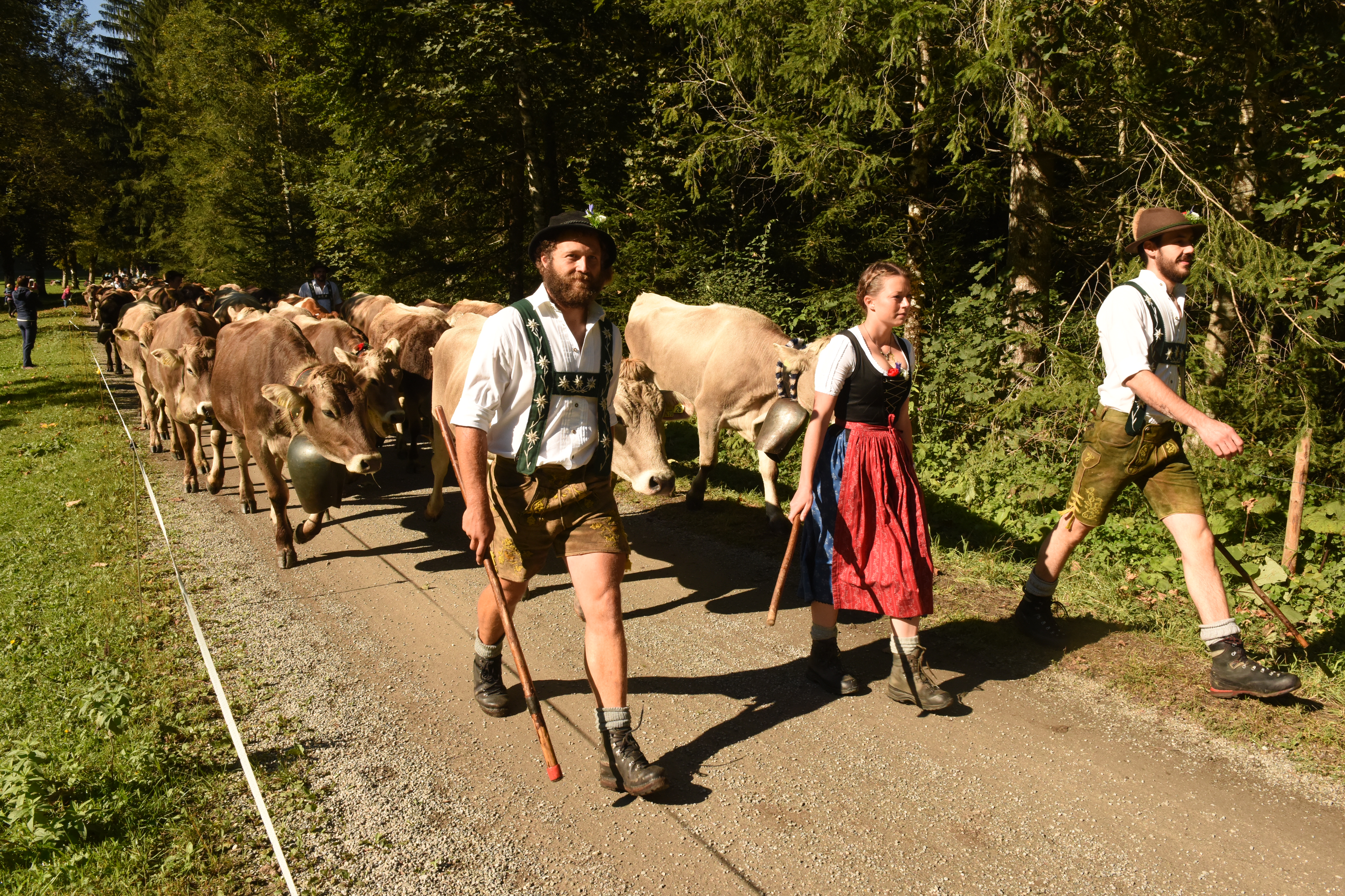 Veranstaltungen im Oberallgäu: Viehscheid in Oberstdorf im Allgäu - Viehscheid Oberstdorf 2026