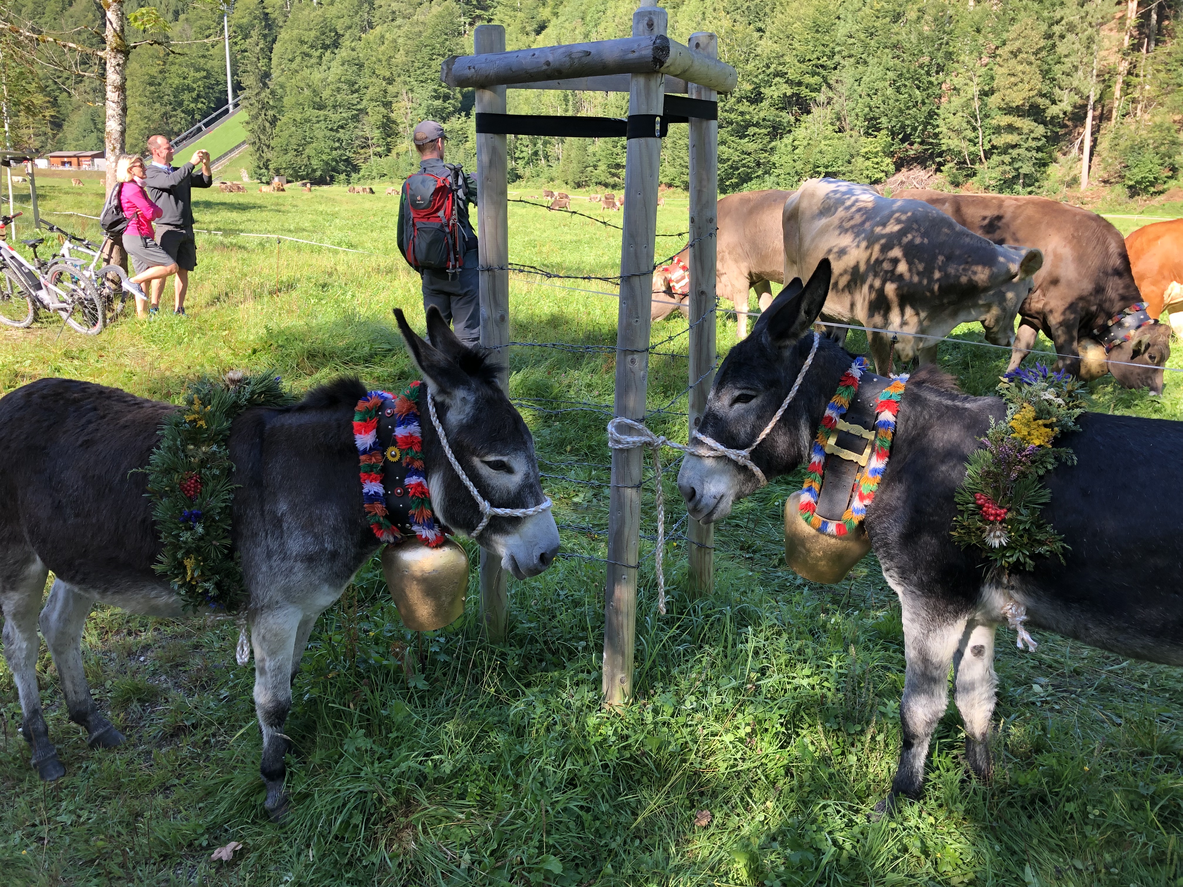 Veranstaltungen im Oberallgäu: Viehscheid in Oberstdorf im Allgäu - Viehscheid Oberstdorf 2026