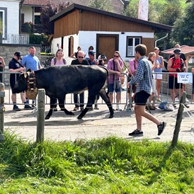 Veranstaltungen im Oberallgäu: Viehscheid in Schöllang 2024