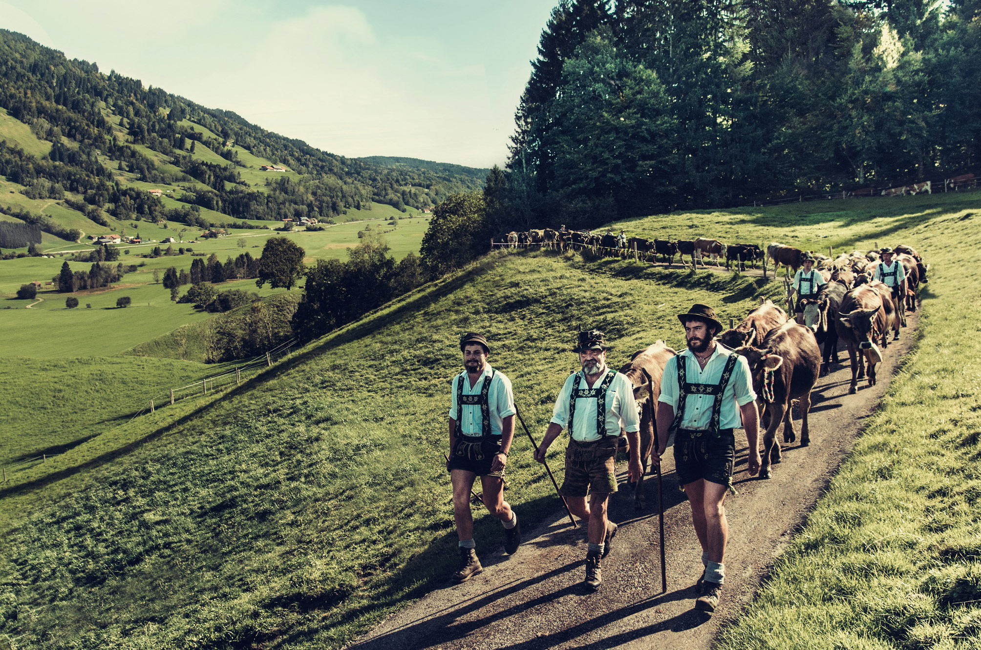 Hotels und Ferienwohnungen im Oberallgäu - Oberstaufen Thalkirchdorf - Thaler Scheid / Alpabtrieb in Oberstaufen - Thalkirchdorf im Allgäu - Viehscheid Thalkirchdorf 2026 mit Zeltfesten