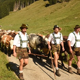 veranstaltung: Viehscheid 2022 im Oberallgäu