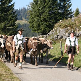 Veranstaltungen im Oberallgäu: Viehscheid 2023 im Oberallgäu