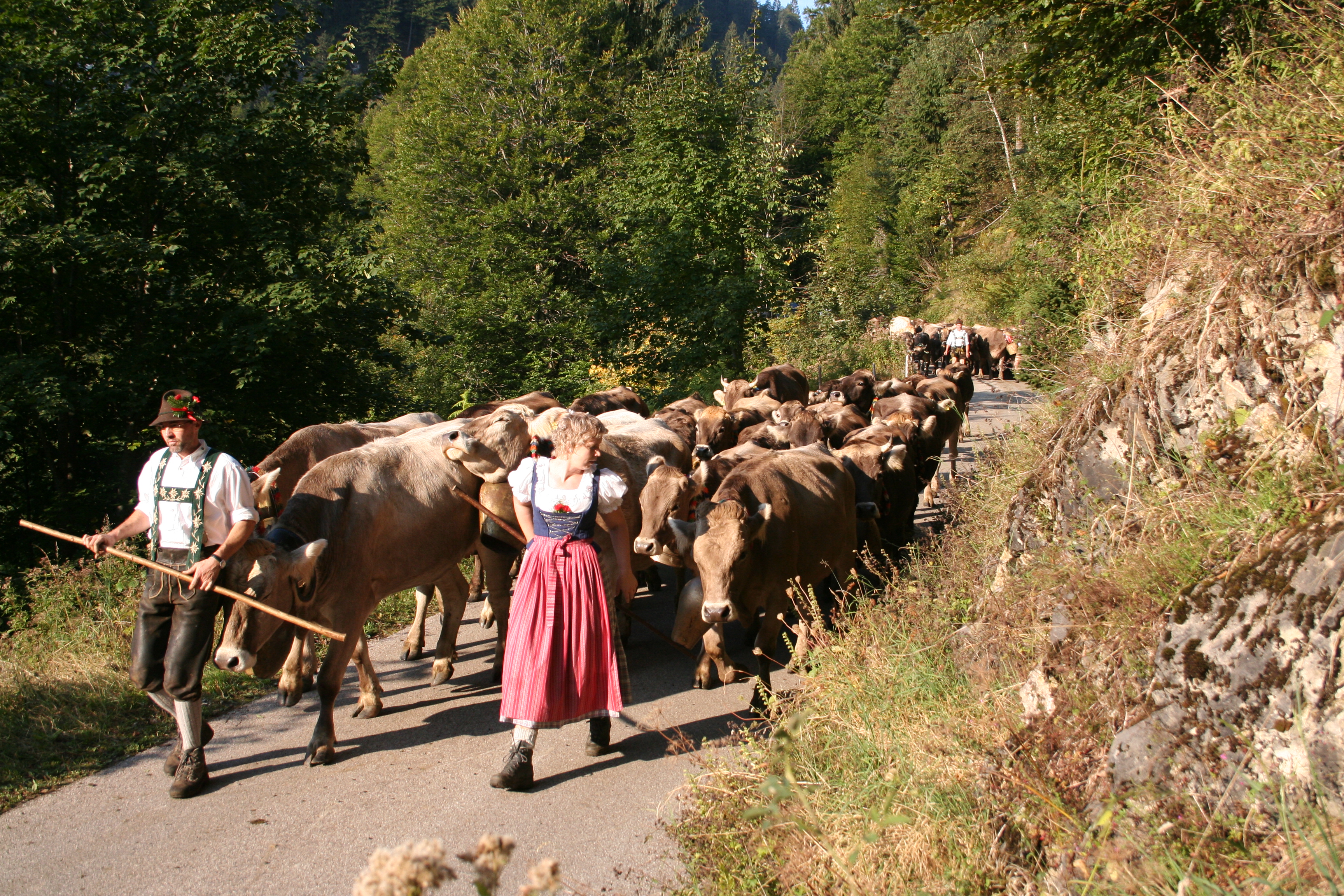 Veranstaltungen im Oberallgäu: Alpabtrieb im Allgäu - Oberallgäu - Viehscheid 2026 im Allgäu - Oberallgäu