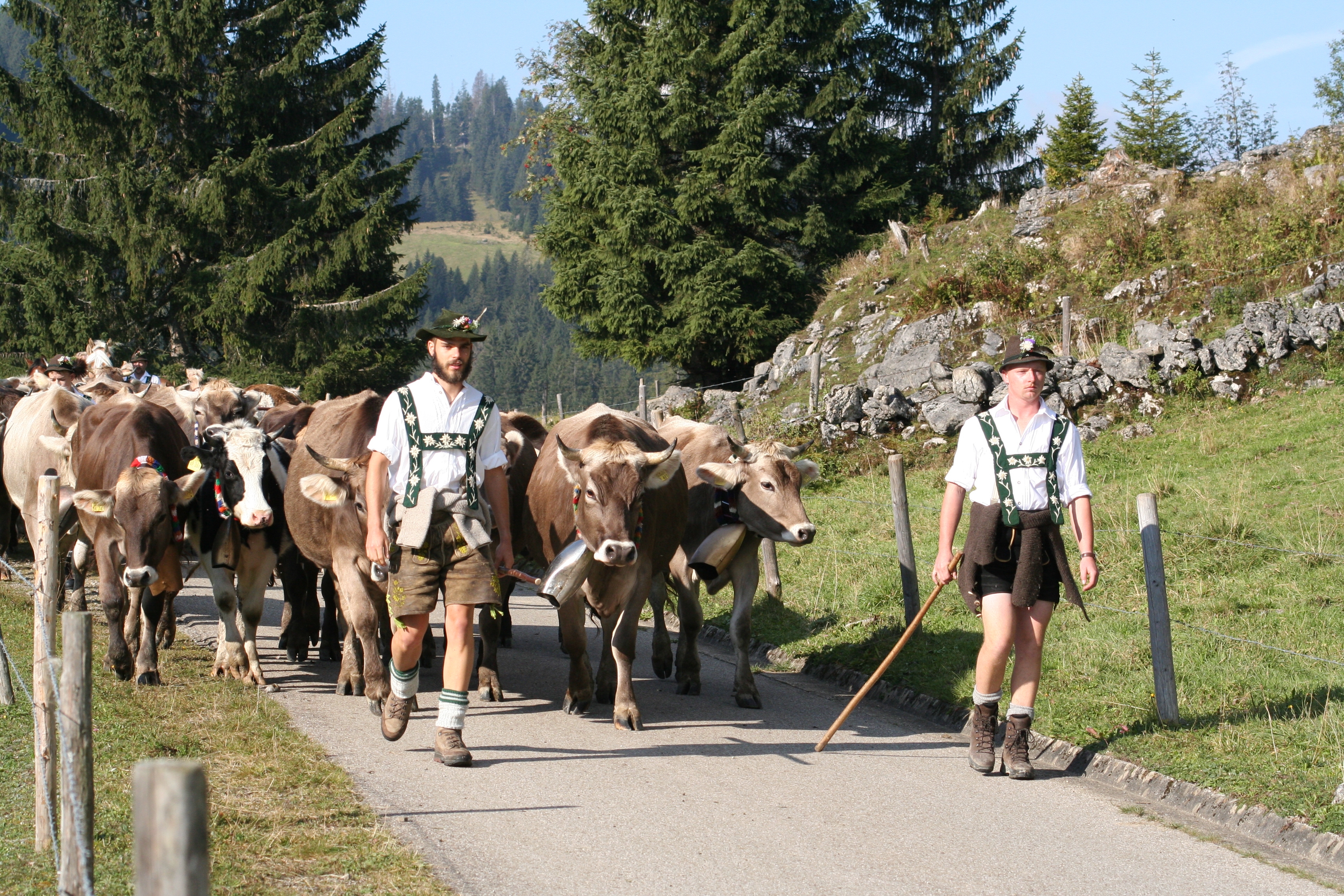 Veranstaltungen im Oberallgäu: Alpabtrieb im Allgäu - Oberallgäu - Viehscheid 2026 im Allgäu - Oberallgäu und Kleinwalsertal