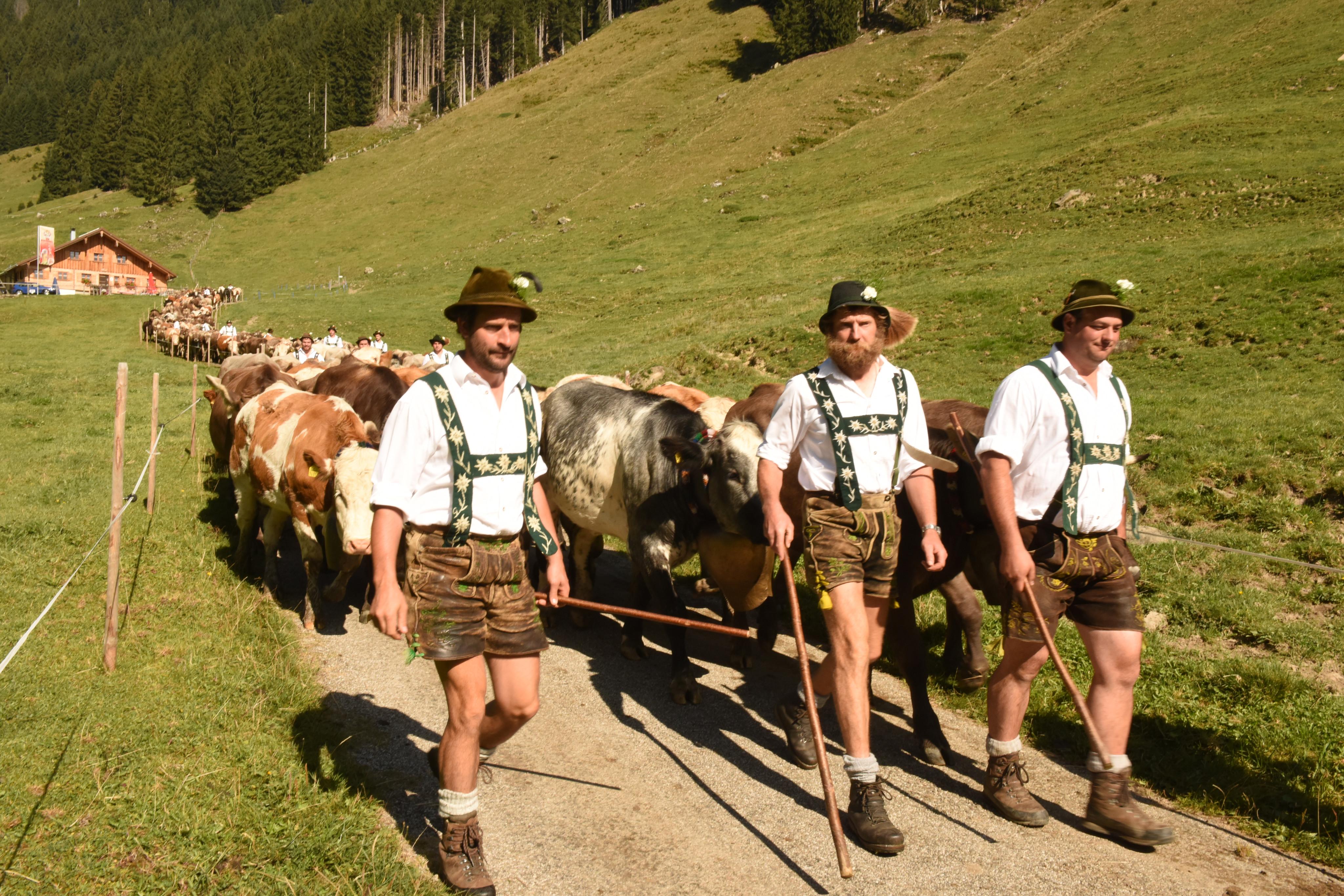 Veranstaltungen im Oberallgäu: Alpabtrieb im Allgäu - Oberallgäu - Viehscheid im Allgäu - Oberallgäu und Kleinwalsertal 2026
