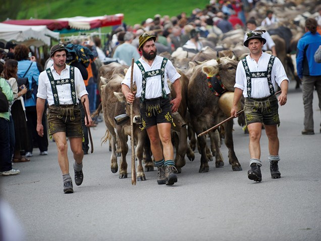 veranstaltung: Viehscheid in Oberstaufen 2022 *