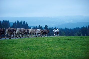 Veranstaltungen im Oberallgäu: Staufner Viehscheid - Viehscheid in Oberstaufen 2024 