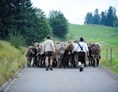 Veranstaltungen im Oberallgäu: Oberstaufner Viehscheid - Allgäuer Brauchtum - Viehscheid in Oberstaufen 2024 