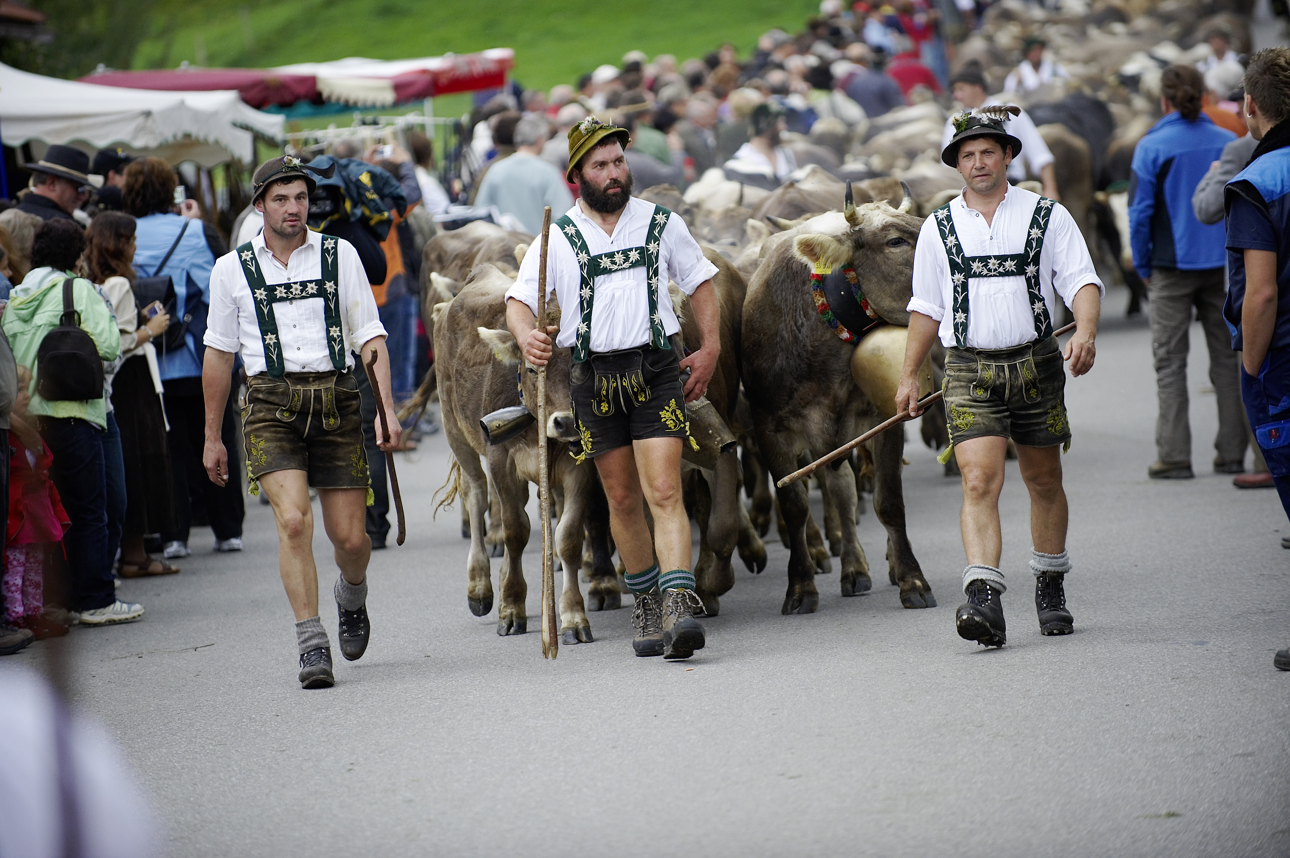 Veranstaltungen im Oberallgäu: Staufner Viehscheid - Viehscheid in Oberstaufen am 10.09.2027