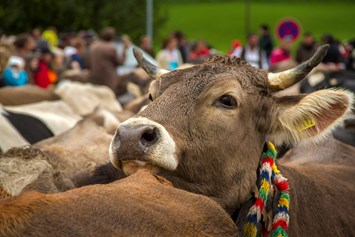 Veranstaltungen im Oberallgäu: Alpabtrieb / Viehscheid in Wertach - Viehscheid in Wertach 2024 mit Krämermarkt