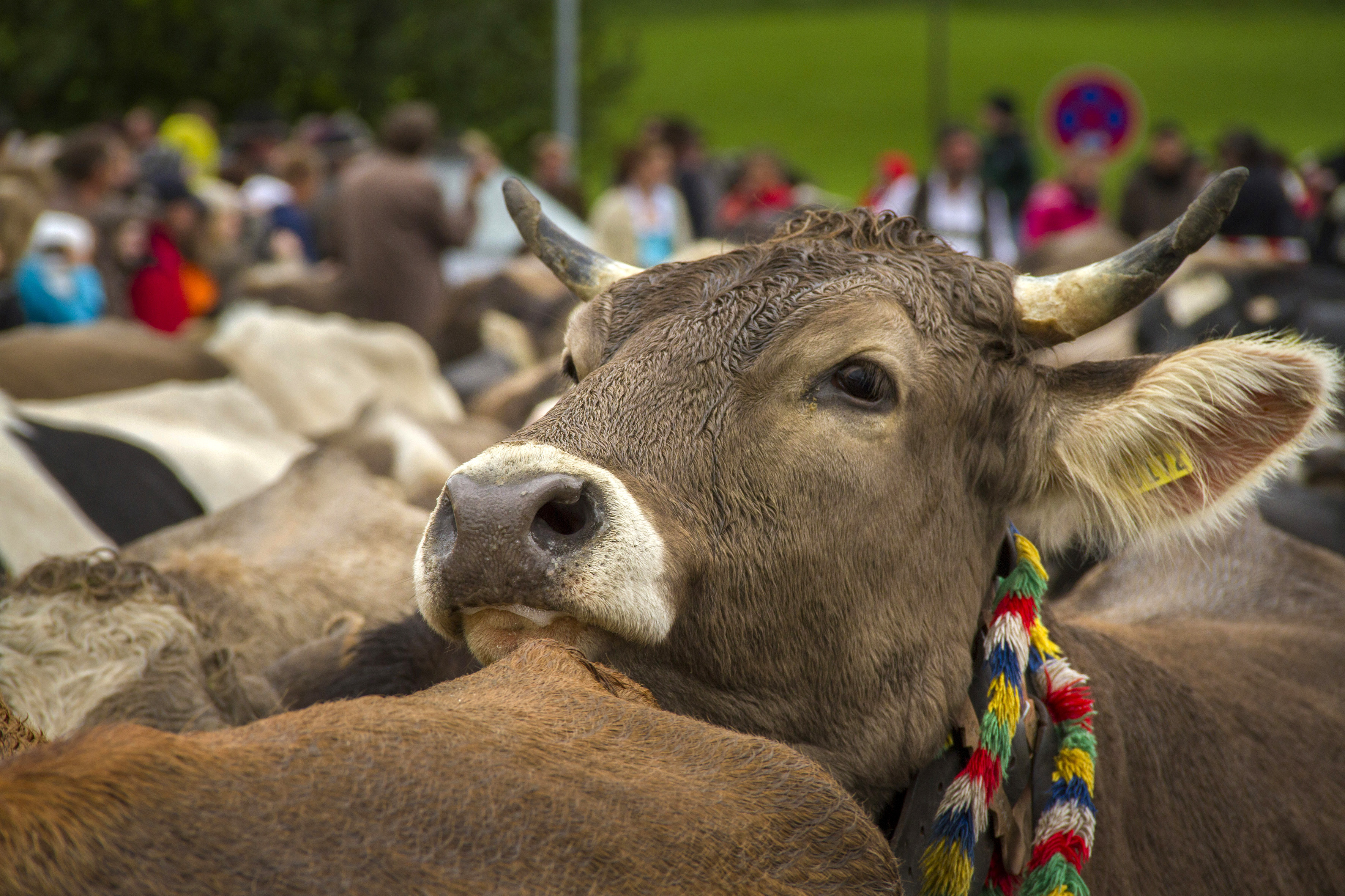 Veranstaltungen im Oberallgäu: Alpabtrieb / Viehscheid in Wertach - Viehscheid in Wertach 2025 mit Krämermarkt