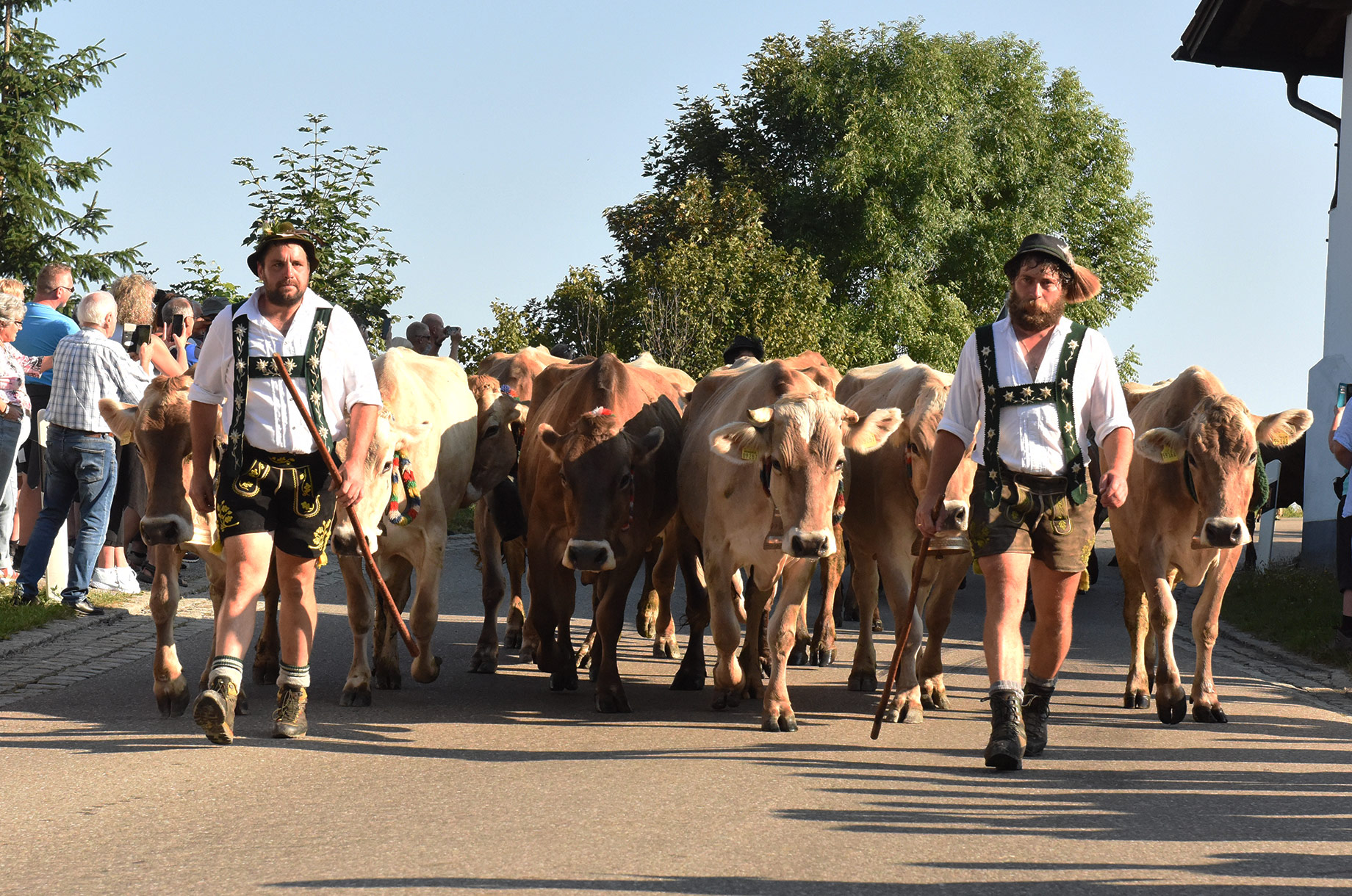Veranstaltungen im Oberallgäu: Viehscheid in Kranzegg - Viehscheid in Rettenberg - Kranzegg