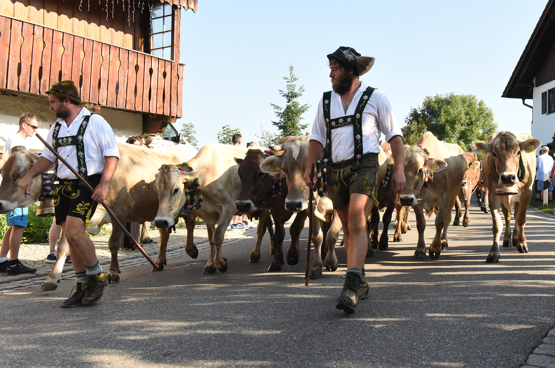 Veranstaltungen im Oberallgäu: Viehscheid in Kranzegg - Viehscheid in Rettenberg - Kranzegg