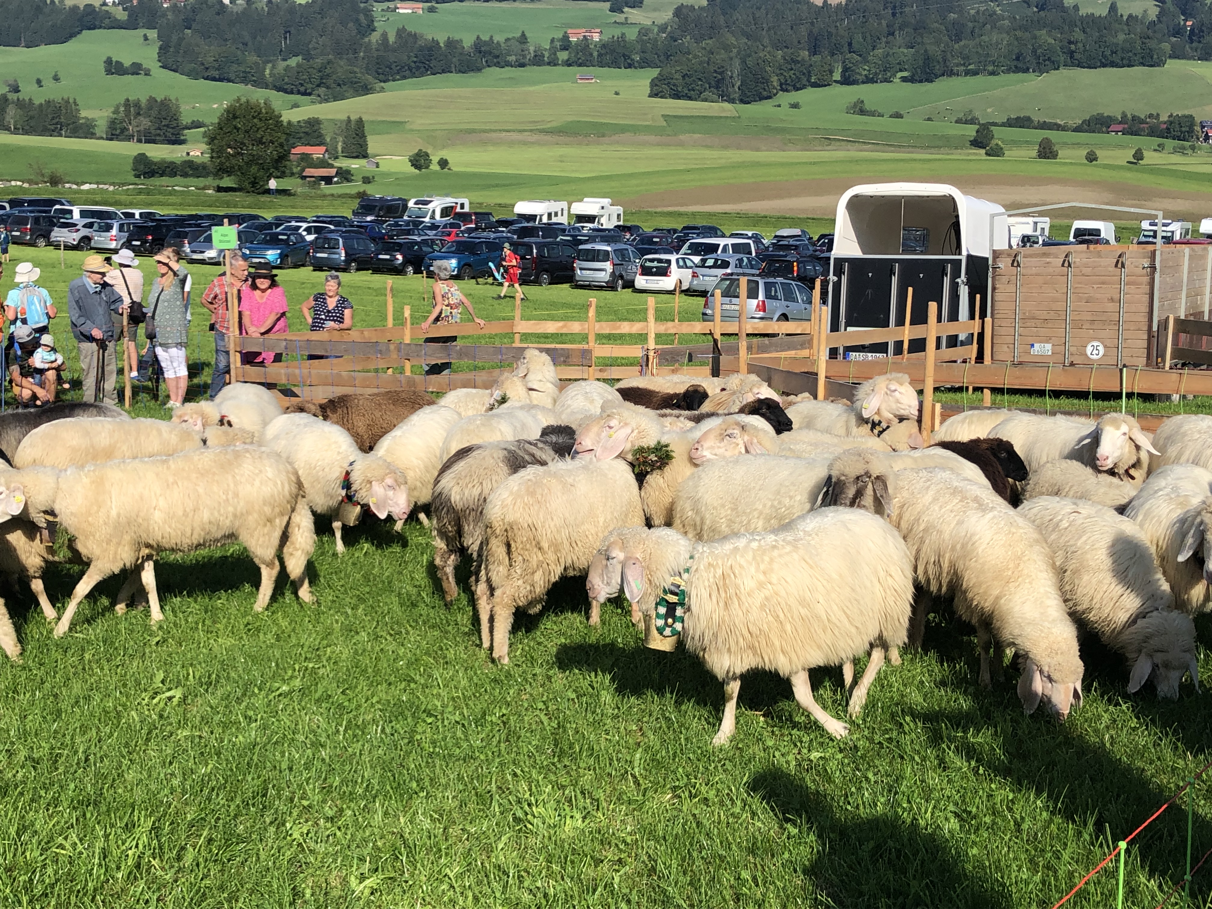 Veranstaltungen im Oberallgäu: Viehscheid in Kranzegg - Viehscheid Kranzegg am 09.09.2025