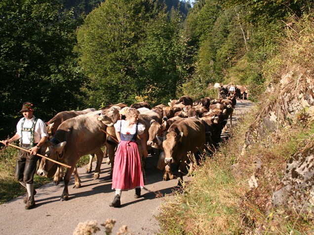 veranstaltung: Viehscheid  - Alpabtrieb in Obermaiselstein im Allgäu - Viehscheid Obermaiselstein 2022 - zurück zu den Wurzeln *