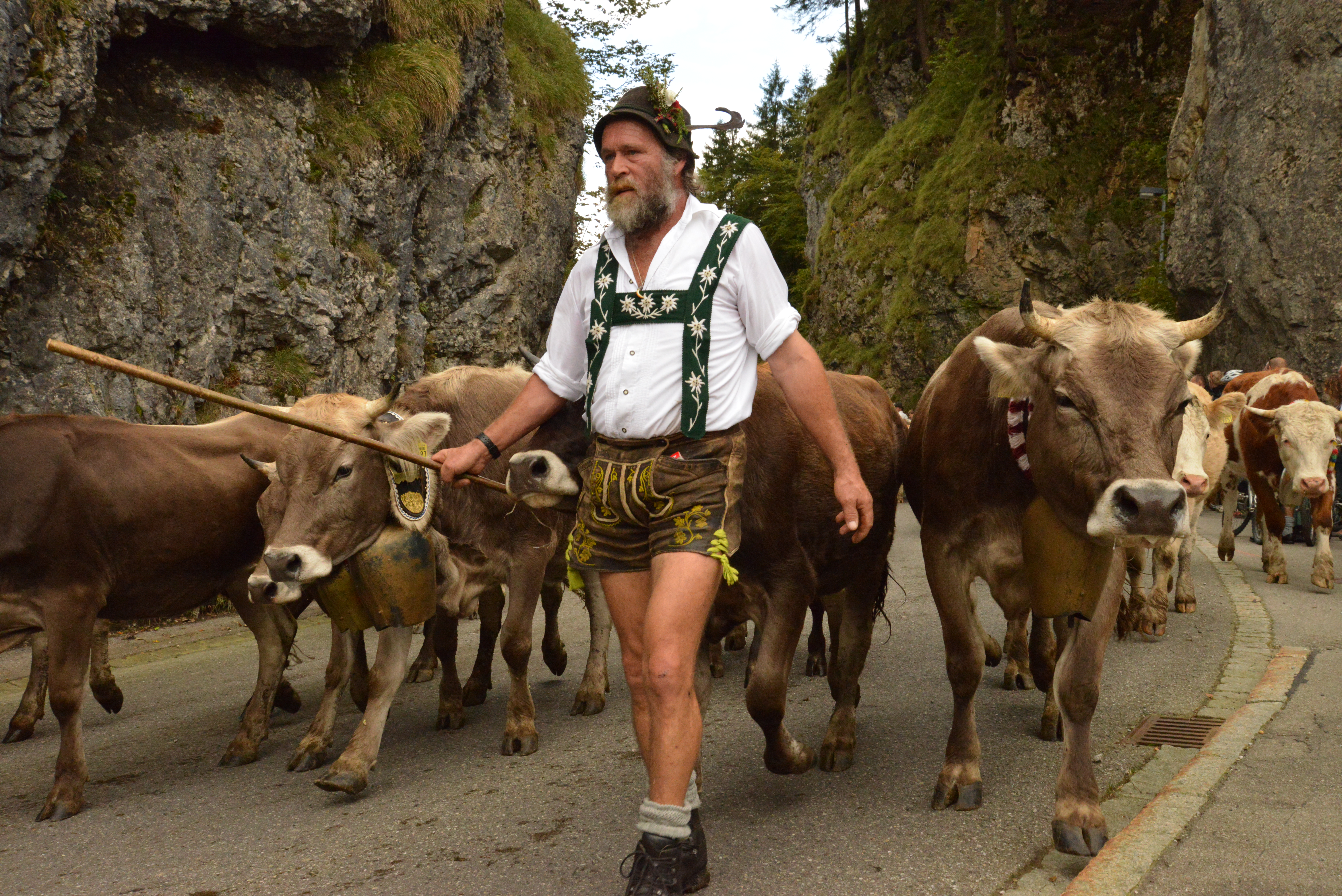 Hotels und Ferienwohnungen im Oberallgäu - Viehscheid in Obermaiselstein im Oberallgäu - Viehscheid in Obermaiselstein am 19.09.2026