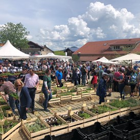 Veranstaltungen im Oberallgäu: Vorderburger Kräutermarkt - Vorderburger Kräutermarkt 2024
