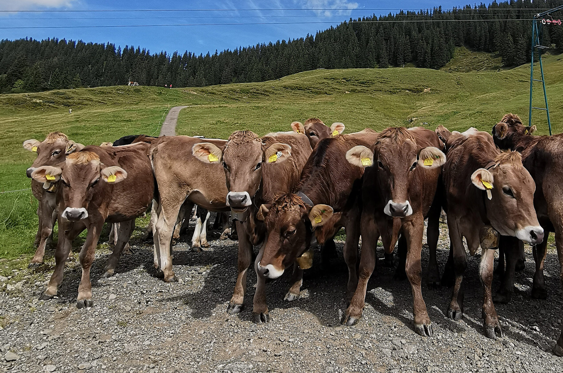 Restaurants im Oberallgäu: Berghütte Grasgehren im Wandergebiet Riedbergpass - Berghütte Grasgehren unterm Riedbergerhorn