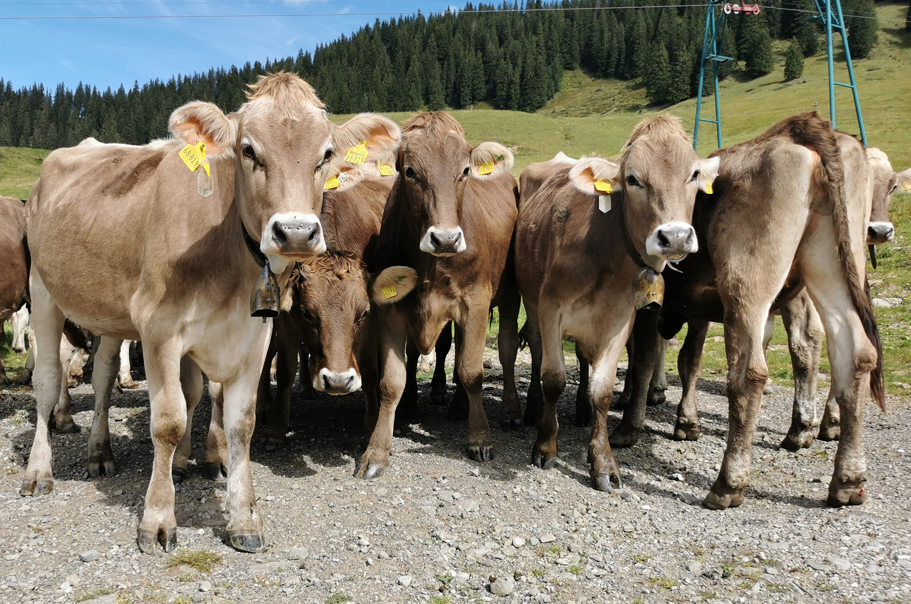 Restaurants im Oberallgäu: Berghütte Grasgehren im Wandergebiet Skigebiet am Riedbergpass - Berghütte Grasgehren unterm Riedbergerhorn