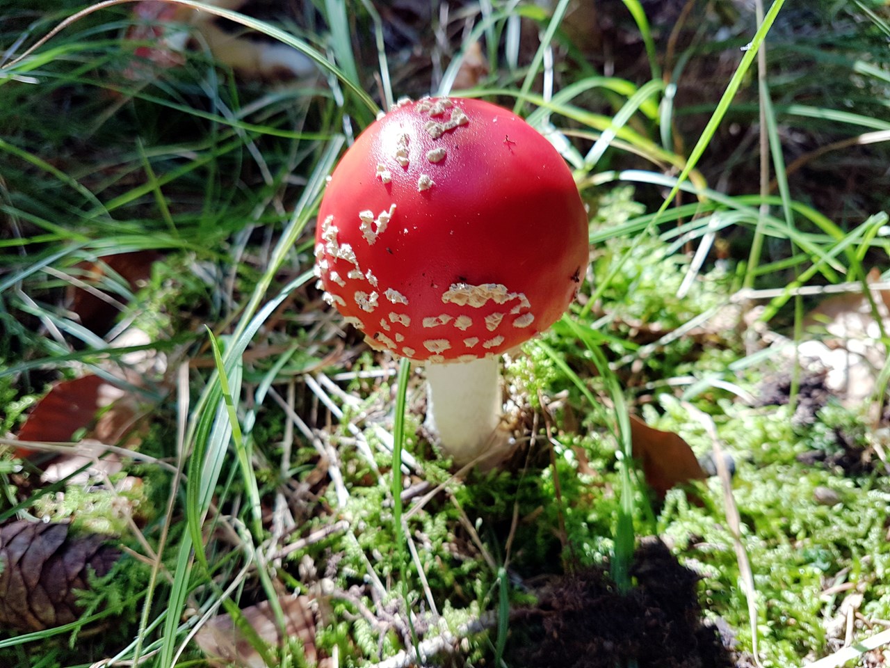 Bergsonne Allgäu Angebote Kräuterwanderung