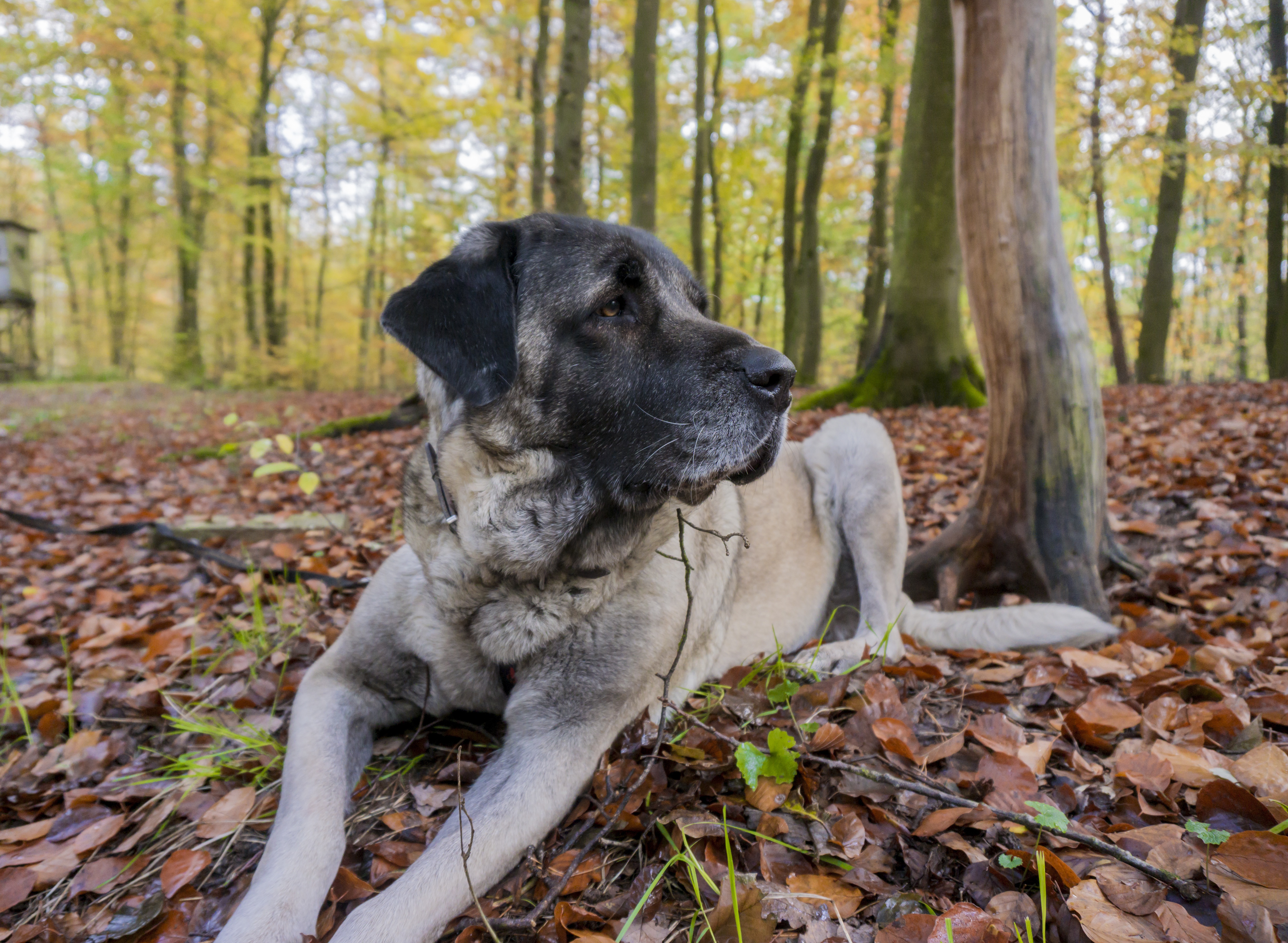 Hotel Bergsonne Allgäu Angebote Urlaub mit Hund