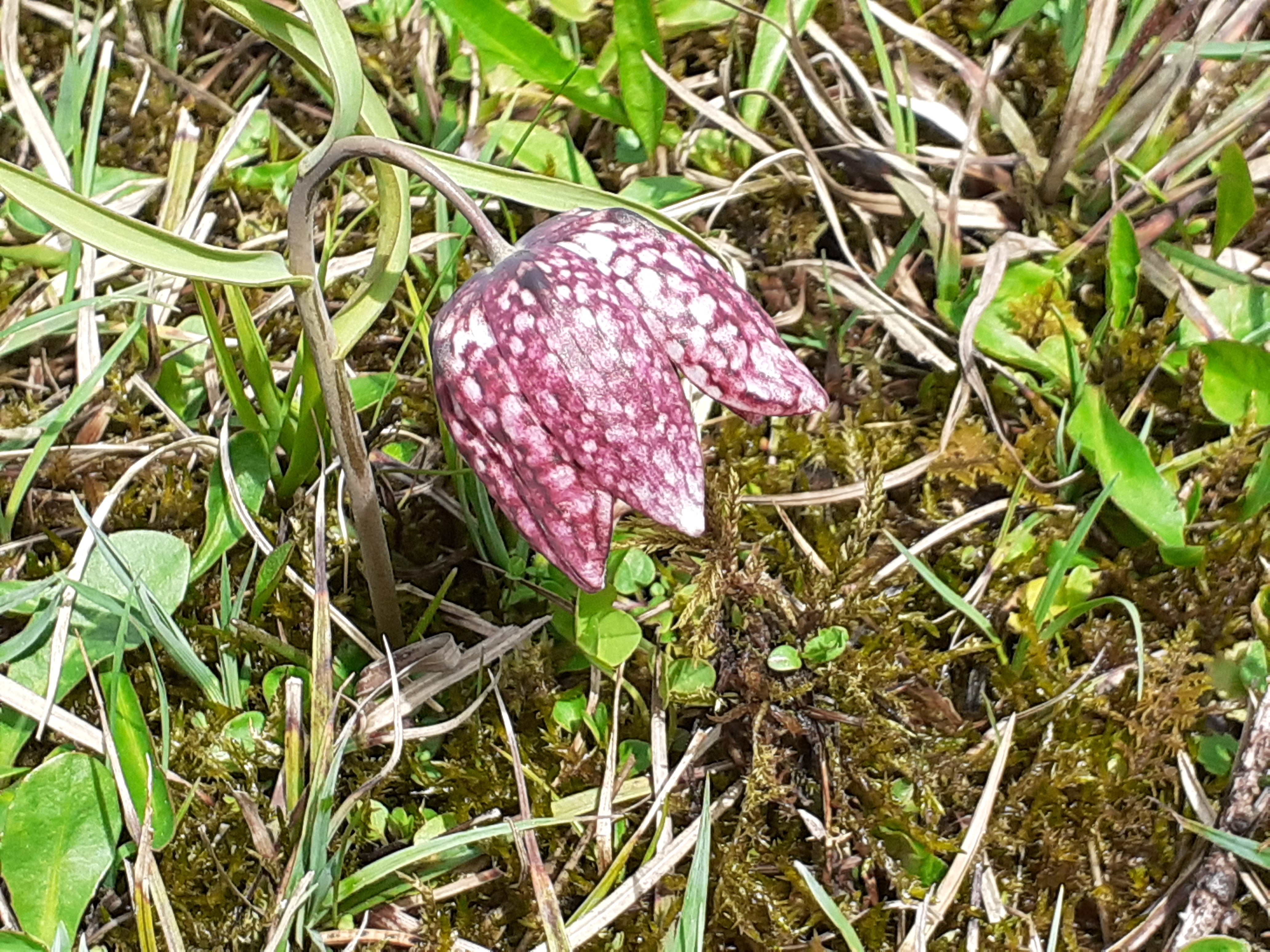 Unterkunft im Allgäu: Schachbrettblume - Hotel Bergsonne Allgäu