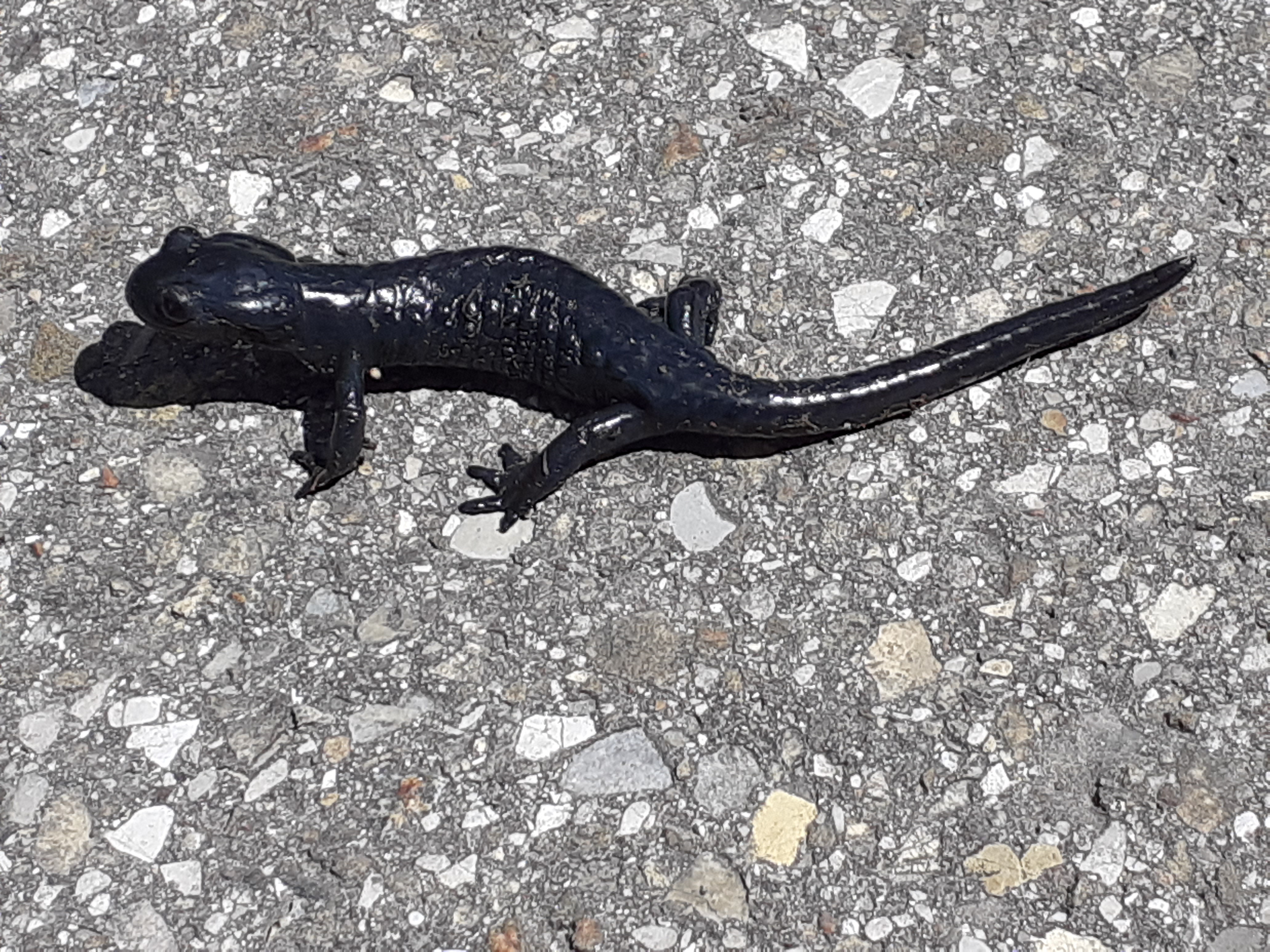 Unterkunft im Allgäu: Salamander - Hotel Bergsonne Allgäu