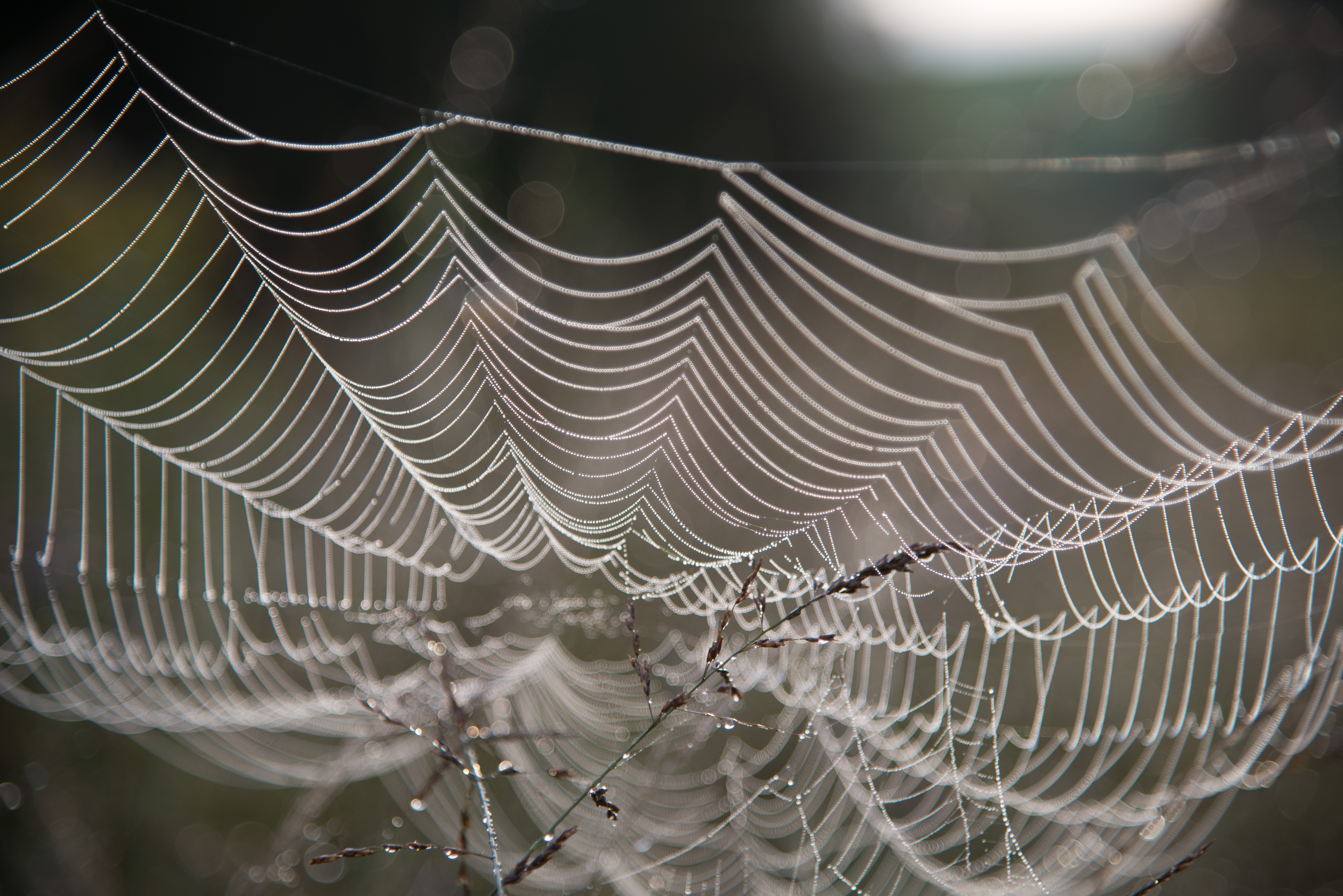 Unterkunft im Allgäu: Im Netz der Spinne - Hotel Bergsonne Allgäu
