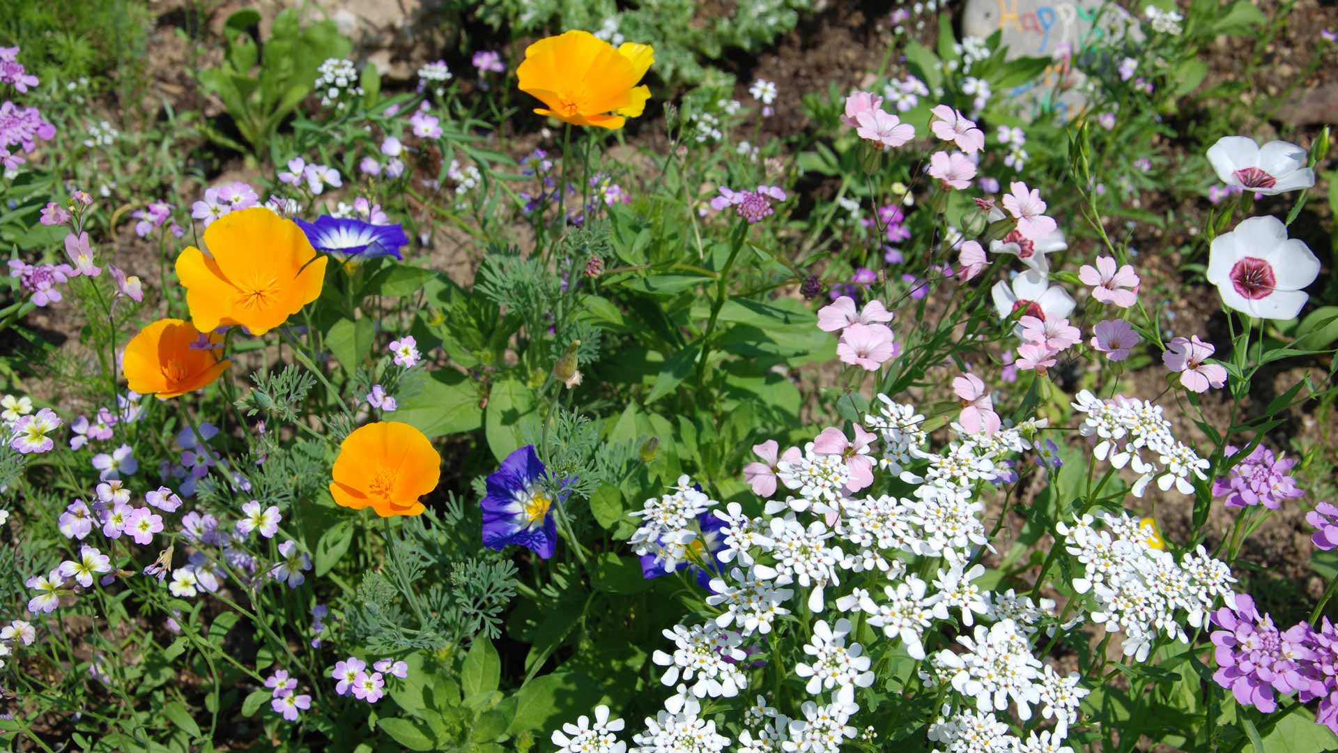 Restaurants im Oberallgäu: Rasthaus am Mittag über Immenstadt im Allgäu - Rasthaus am Mittag über Immenstadt im Allgäu