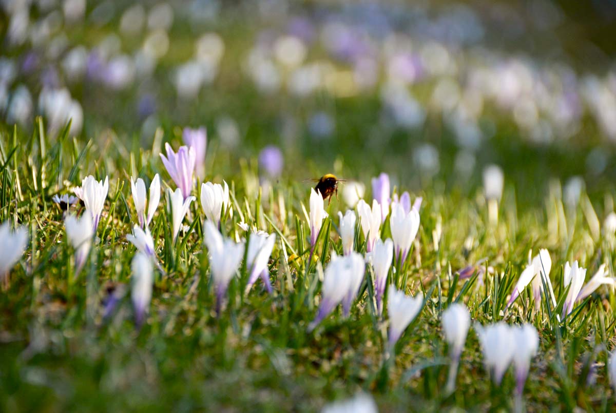 Restaurants im Oberallgäu: Rasthaus am Mittag über Immenstadt im Allgäu - Rasthaus am Mittag über Immenstadt im Allgäu
