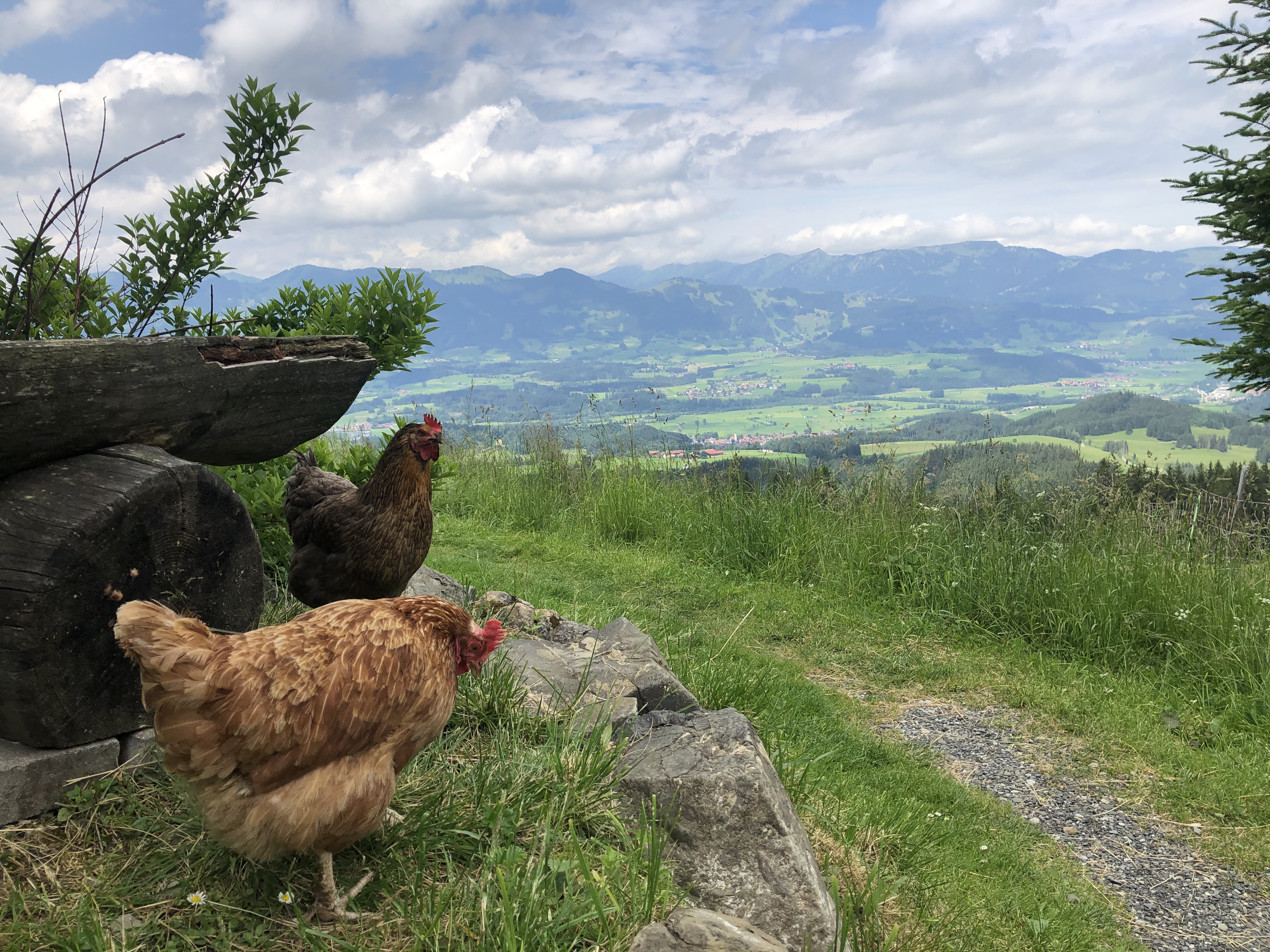 Unterkunft im Allgäu: Ferienhof Stiefel über Sonthofen im Allgäu - Ferienhof Stiefel über Sonthofen im Allgäu