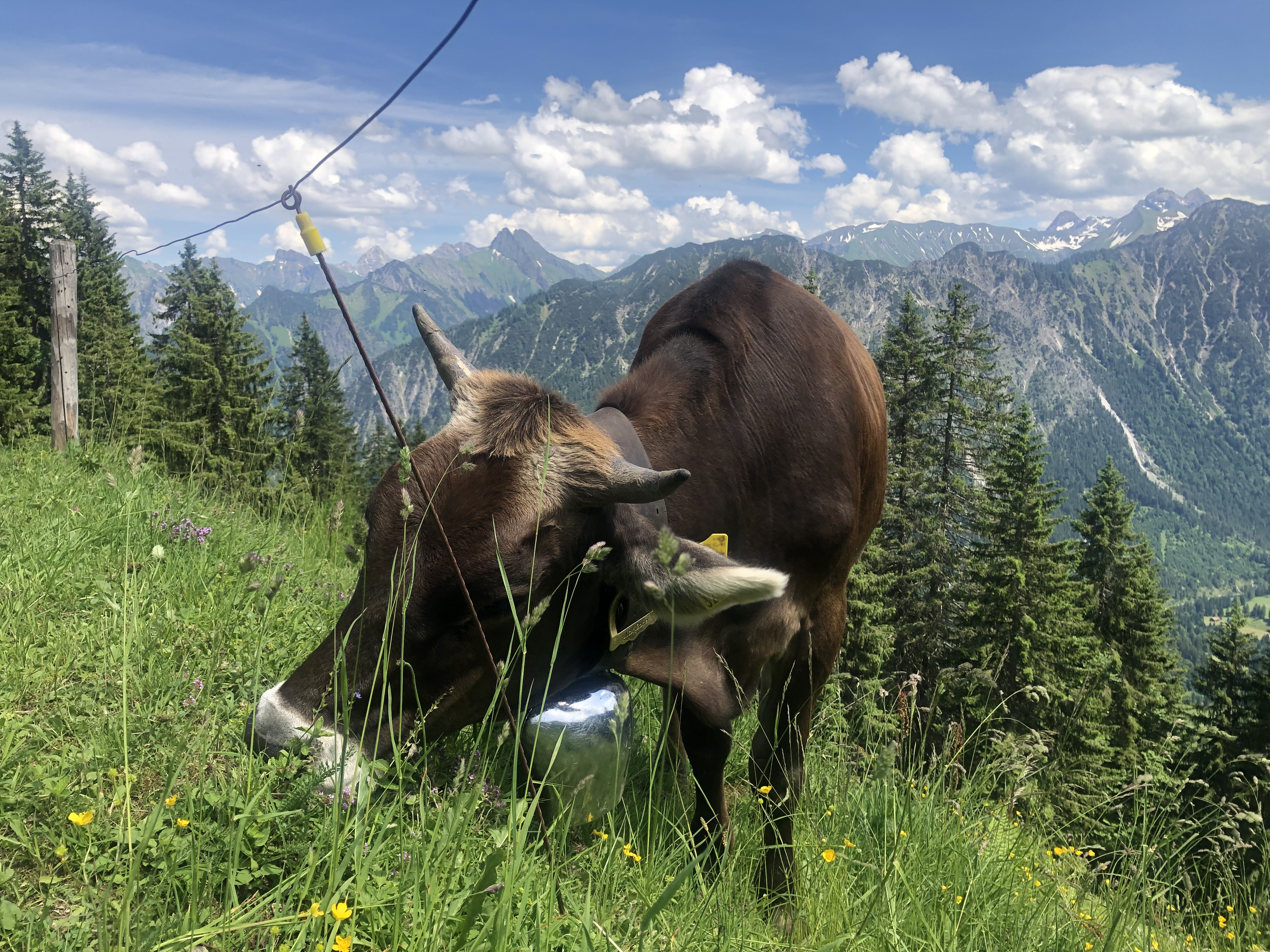 Unterkunft im Allgäu: Ferienhof Stiefel über Sonthofen im Allgäu - Ferienhof Stiefel über Sonthofen im Allgäu