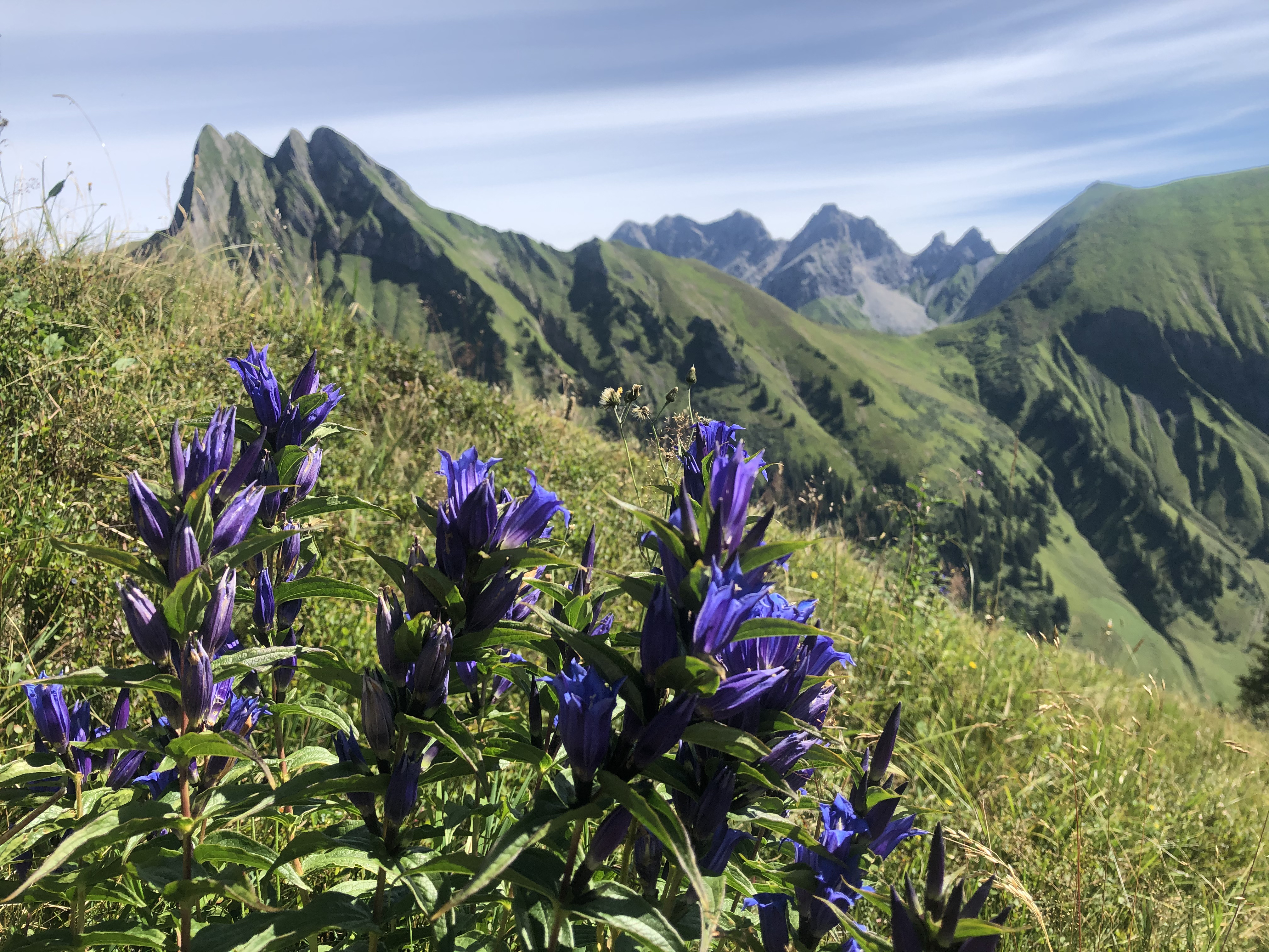 Unterkunft im Allgäu: Allgäuer Bergnest - Ferienwohnung in Fischen im Allgäu - Allgäuer Bergnest - Ihre Ferienwohnung in Fischen im Allgäu