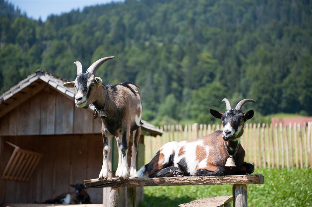 Unterkunft im Allgäu: Landhaus Waibelhof - Gunzesried im Allgäu - Landhaus Waibelhof - Gunzesried im Allgäu