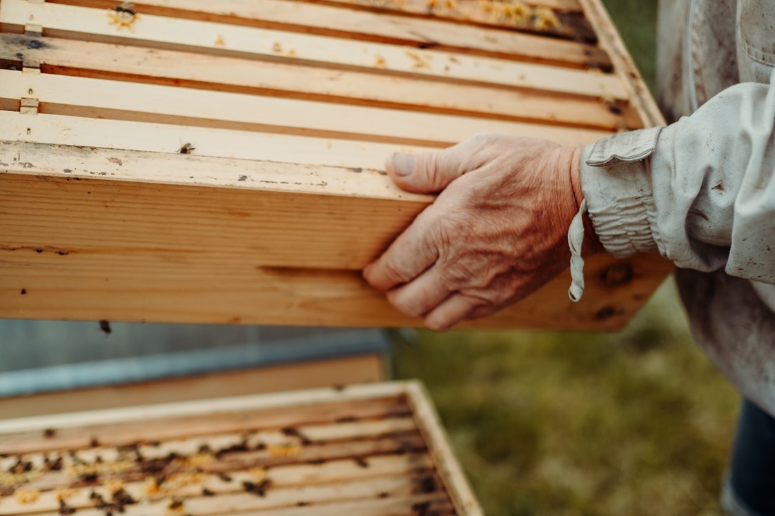 Erlebnisse im Oberallgäu: Der Bienenkorb - Schauimkerei mit Bienenerlebnispfad - Der Bienenkorb - Schauimkerei mit Bienenerlebnispfad